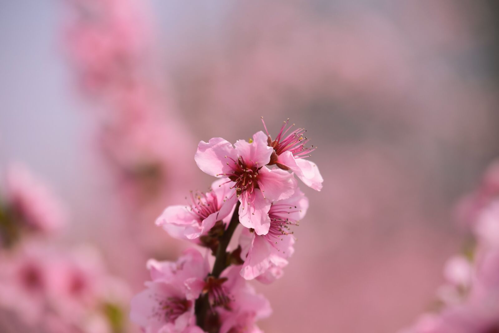 Nikon D5300 sample photo. Blossom, tree, spring photography