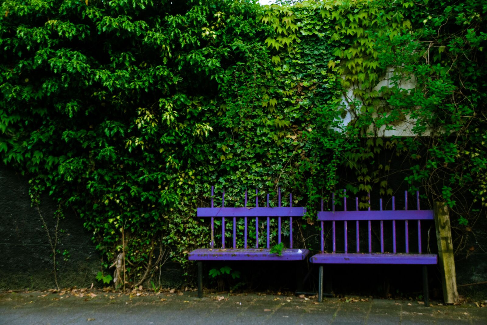 Nikon D3300 sample photo. Bench, outdoor, plants photography