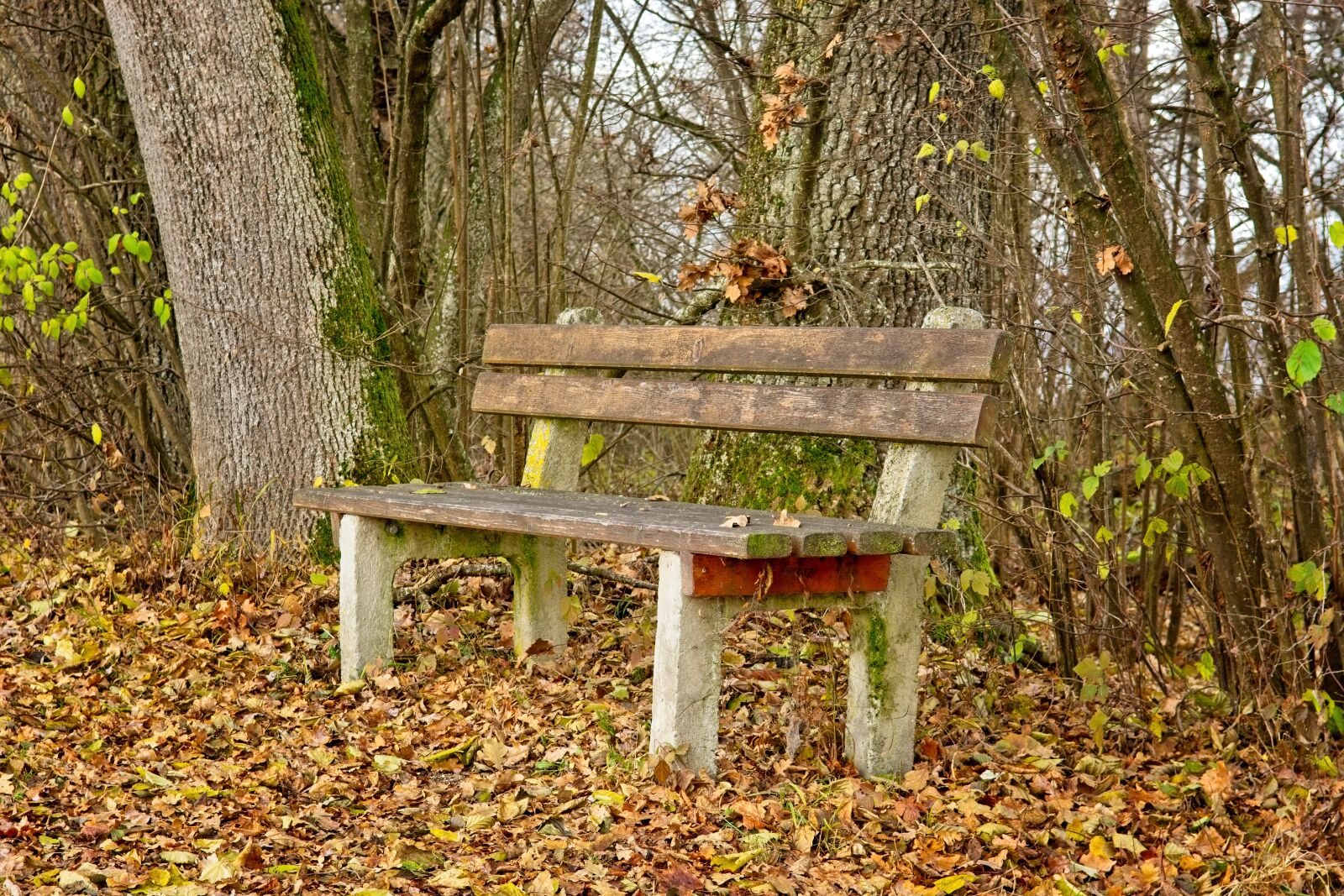 Nikon D7100 sample photo. Bench, seat, autumn photography