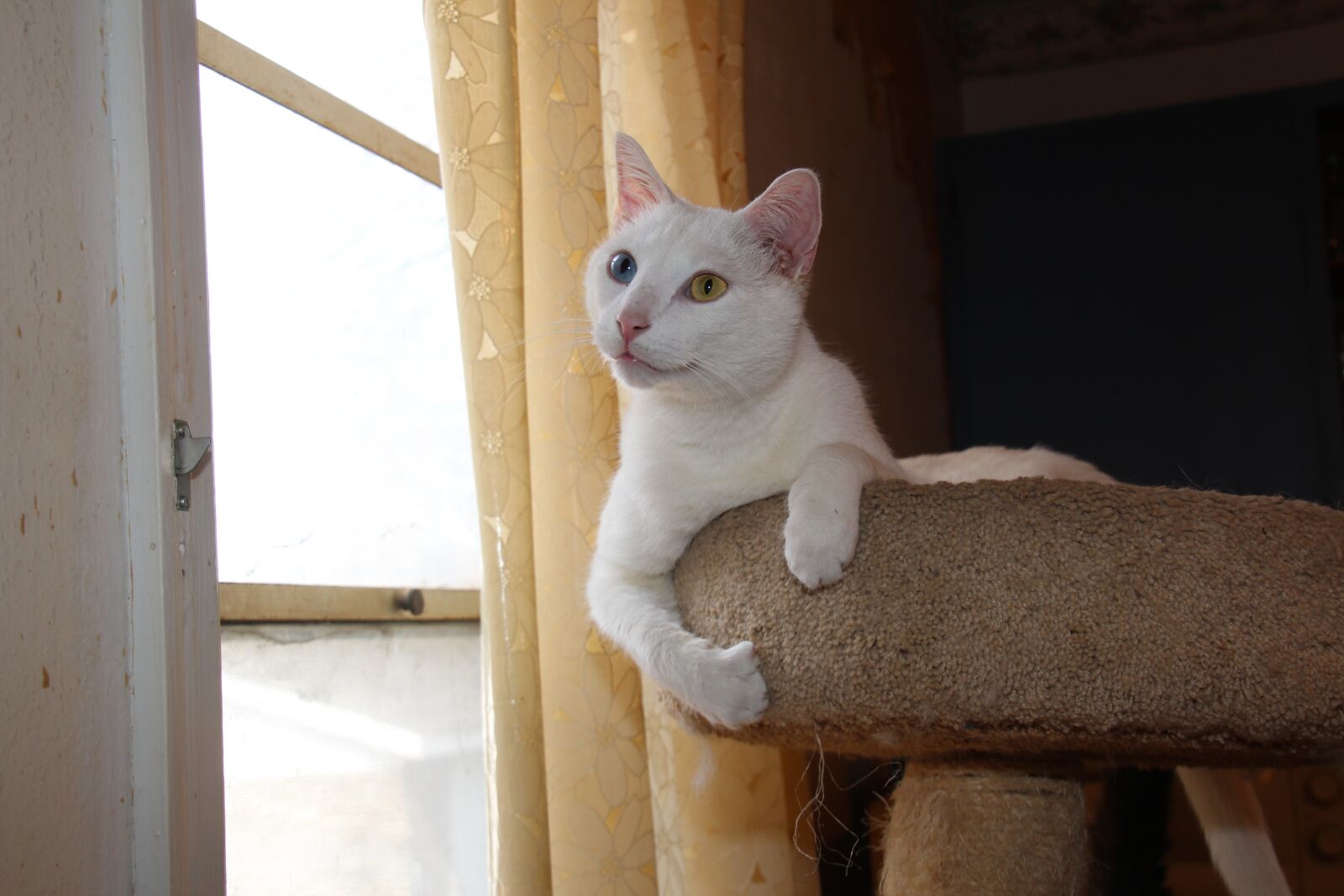 Canon EOS 600D (Rebel EOS T3i / EOS Kiss X5) sample photo. Cat, kitty, white photography
