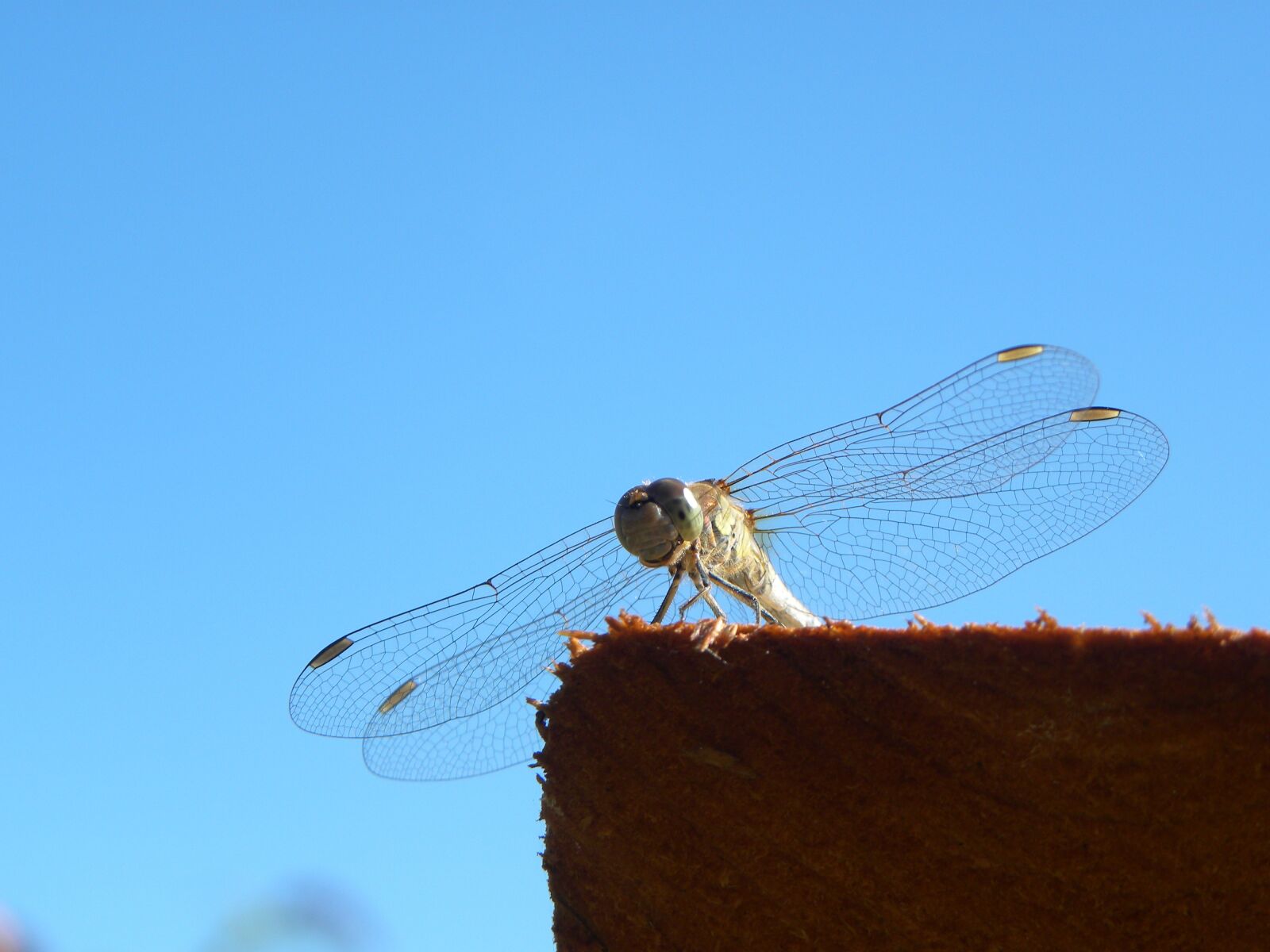 Nikon Coolpix P90 sample photo. Dragonfly, bug, summer photography