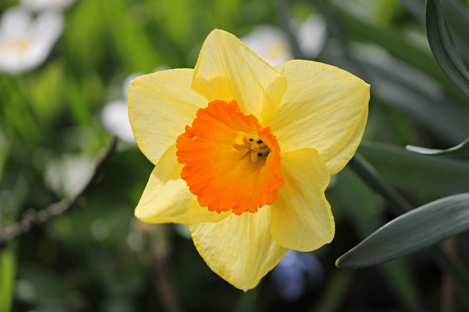 Canon EOS 1100D (EOS Rebel T3 / EOS Kiss X50) sample photo. Narcissus, yellow, daffodil photography