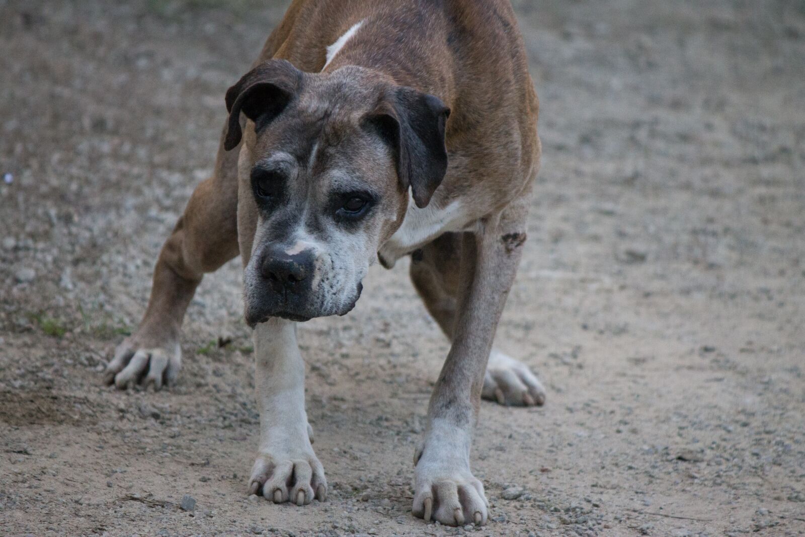 Canon EOS 1100D (EOS Rebel T3 / EOS Kiss X50) sample photo. Dog, animal, animals photography