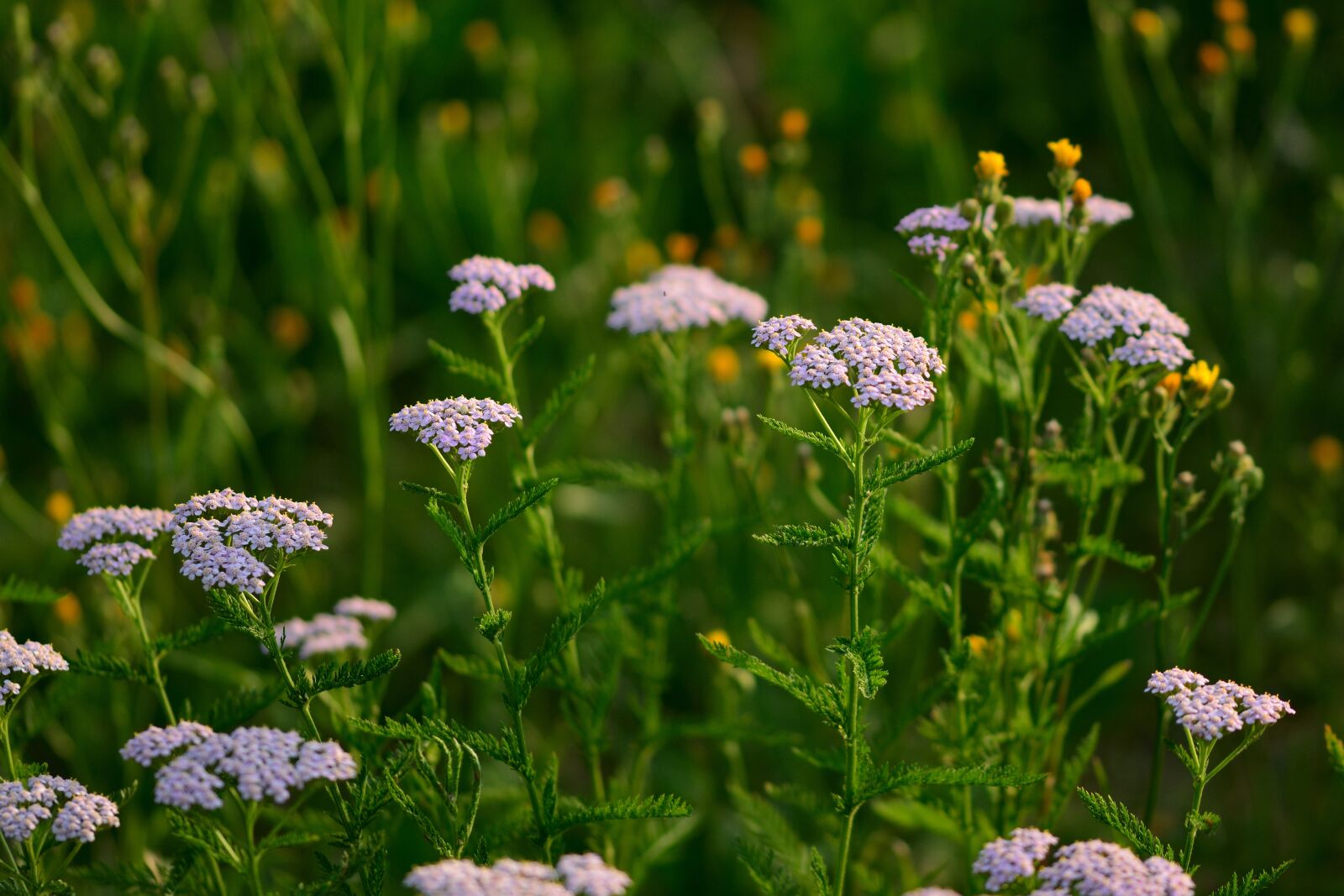 Nikon D5200 sample photo. Yarrow, garden, pointed flower photography