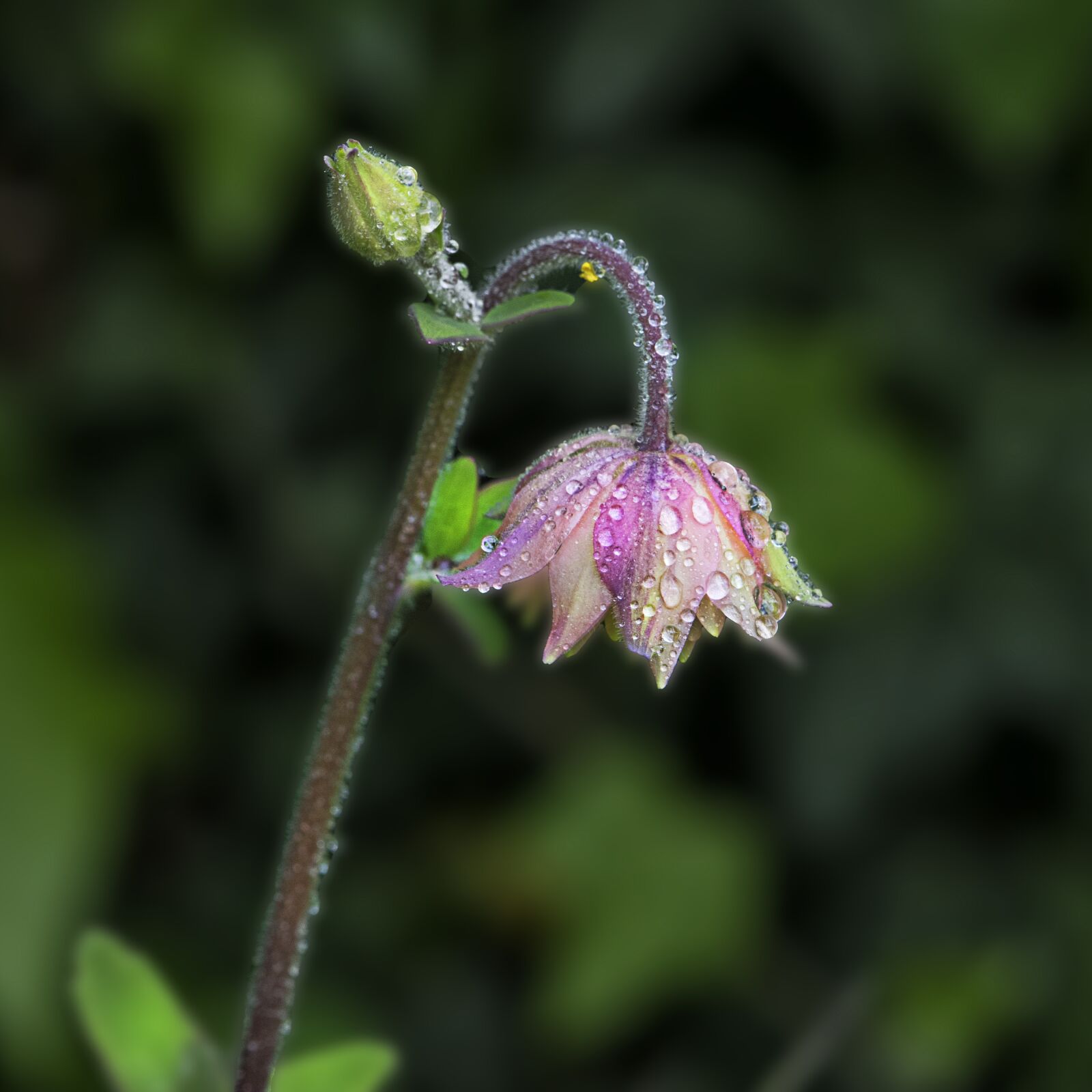 Nikon D5300 sample photo. Flower, nature, garden photography