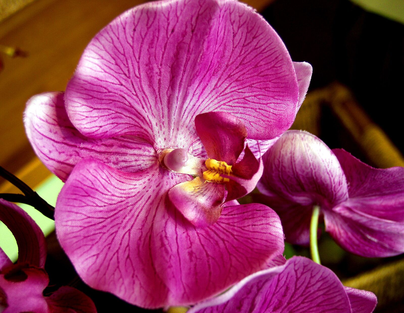 Olympus E-20,E-20N,E-20P sample photo. Orchid, magenta, fresh photography