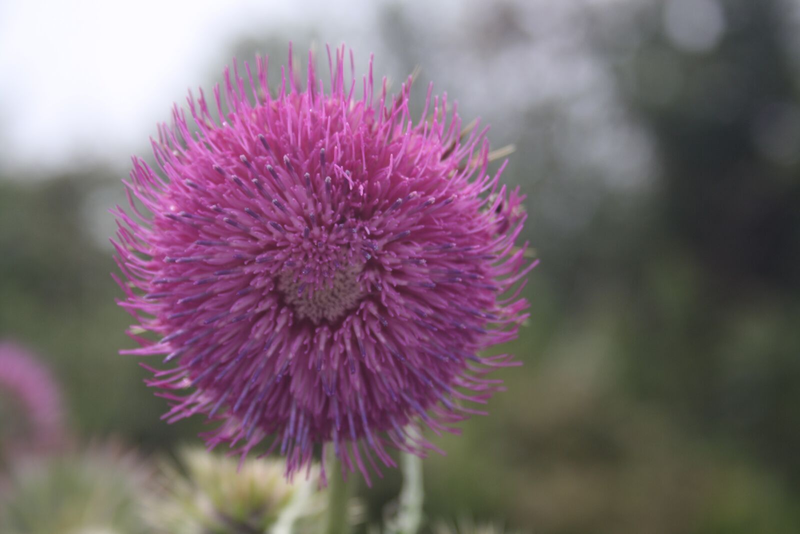 Canon EOS 1000D (EOS Digital Rebel XS / EOS Kiss F) sample photo. Bloom, flower, thistle photography