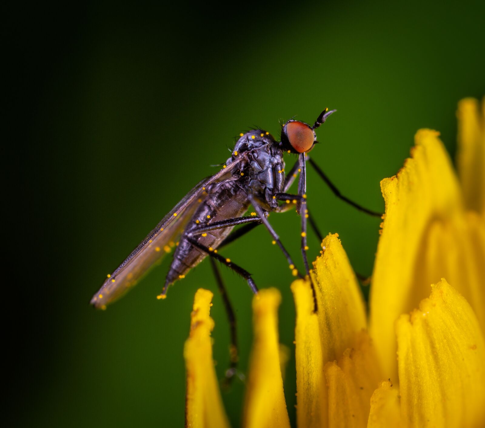 Sony a7R II sample photo. Macro, insect, fly photography
