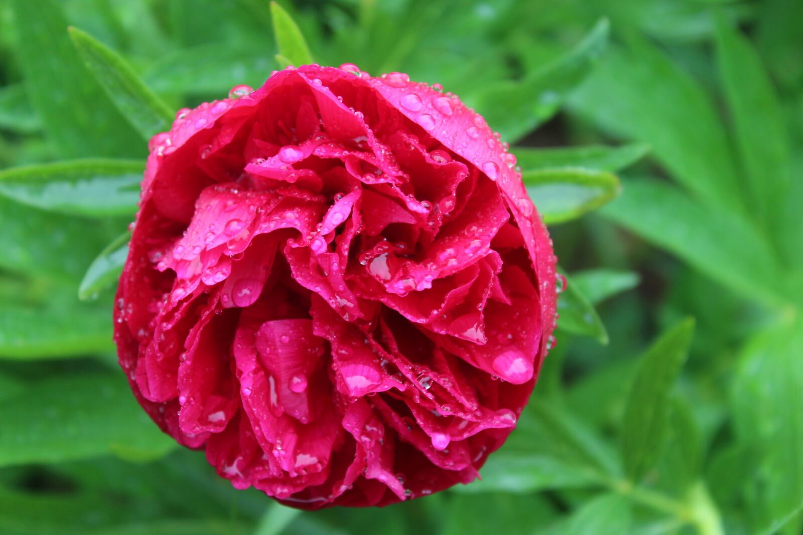 Canon EOS 1300D (EOS Rebel T6 / EOS Kiss X80) sample photo. Peony, flower, blossom photography