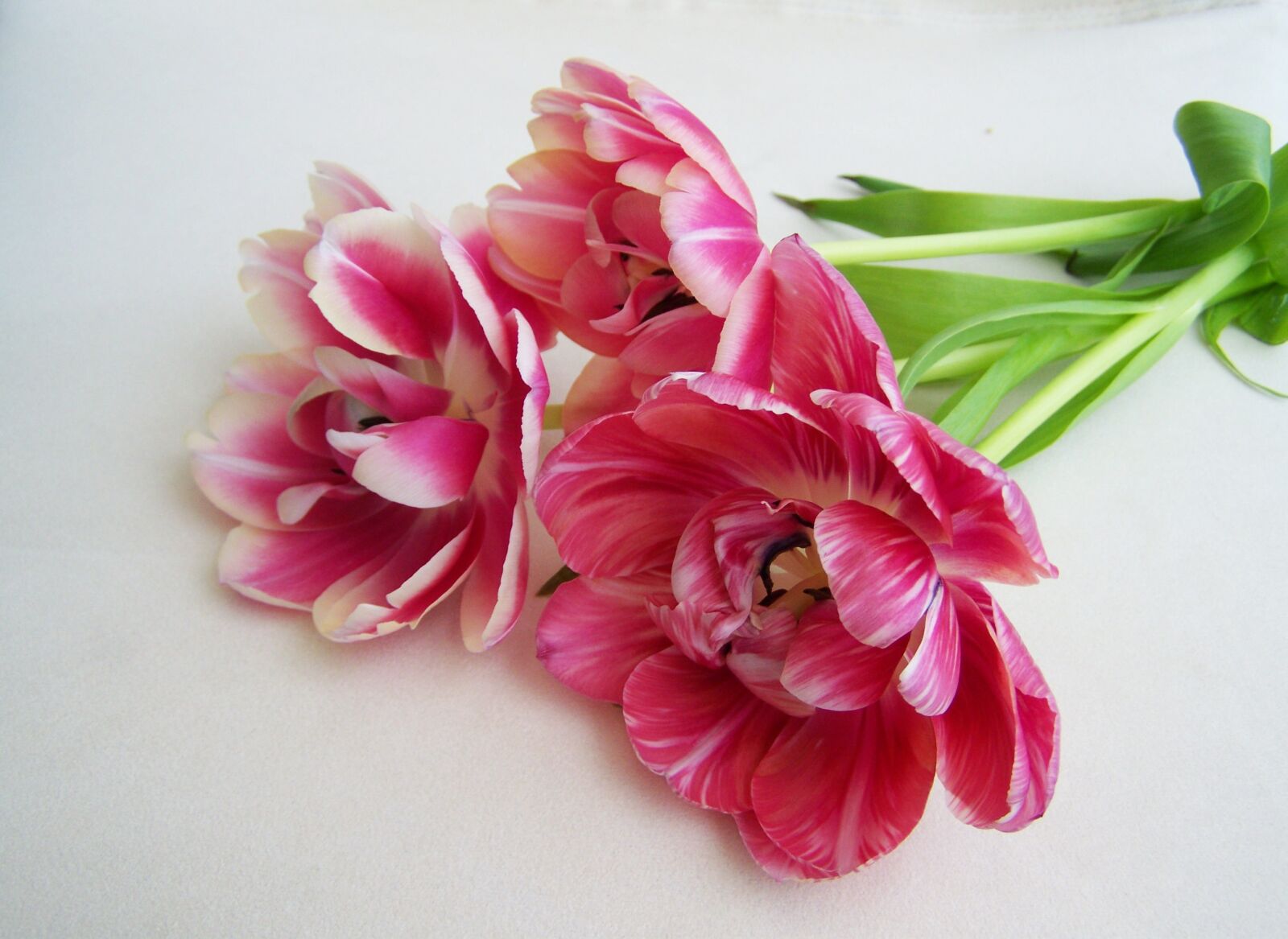 Kodak EASYSHARE ZD710 ZOOM DIGITAL CAMERA sample photo. Tulip bouquet, pink, cut photography