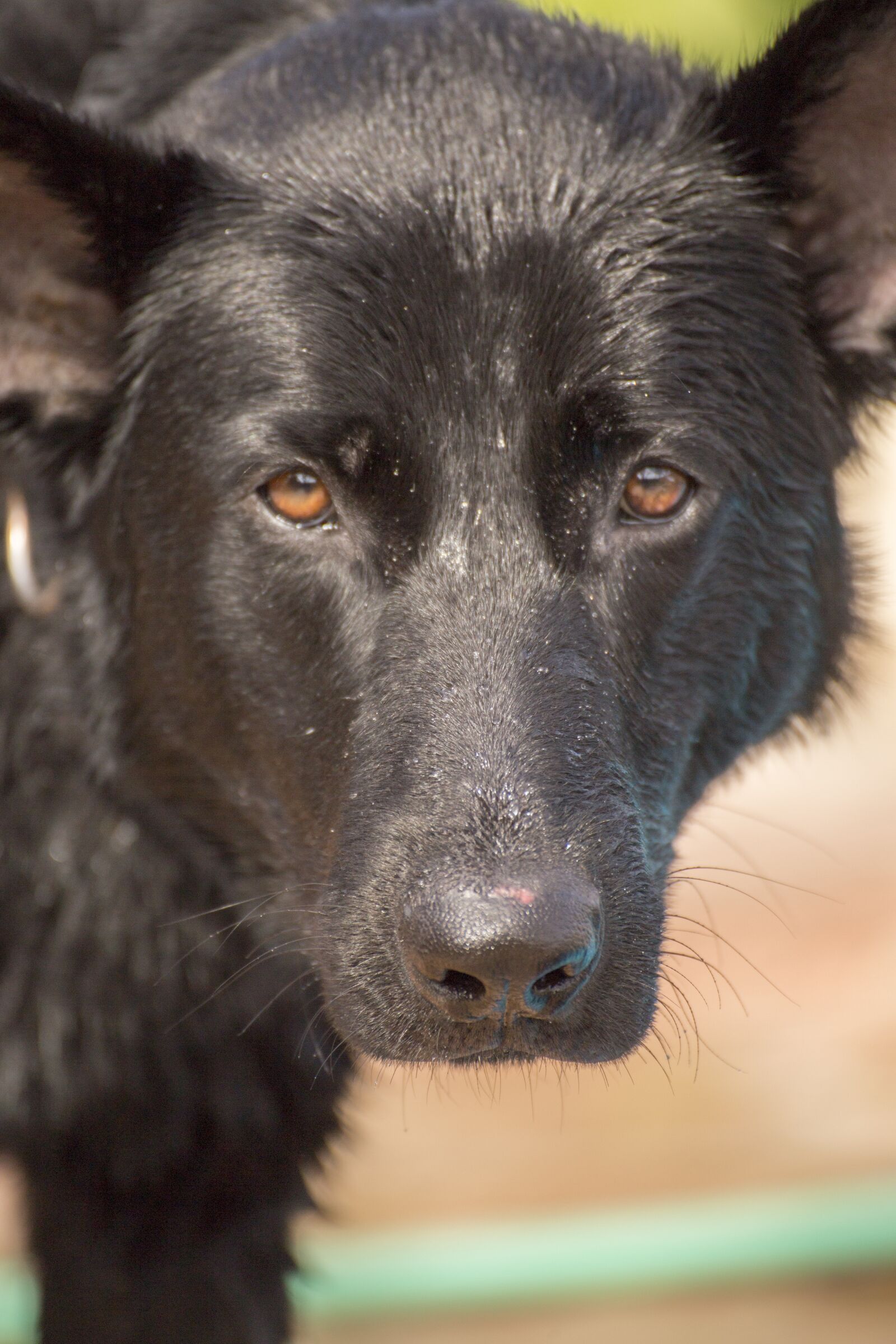 Canon EOS 6D sample photo. German shepherd, dog, german photography