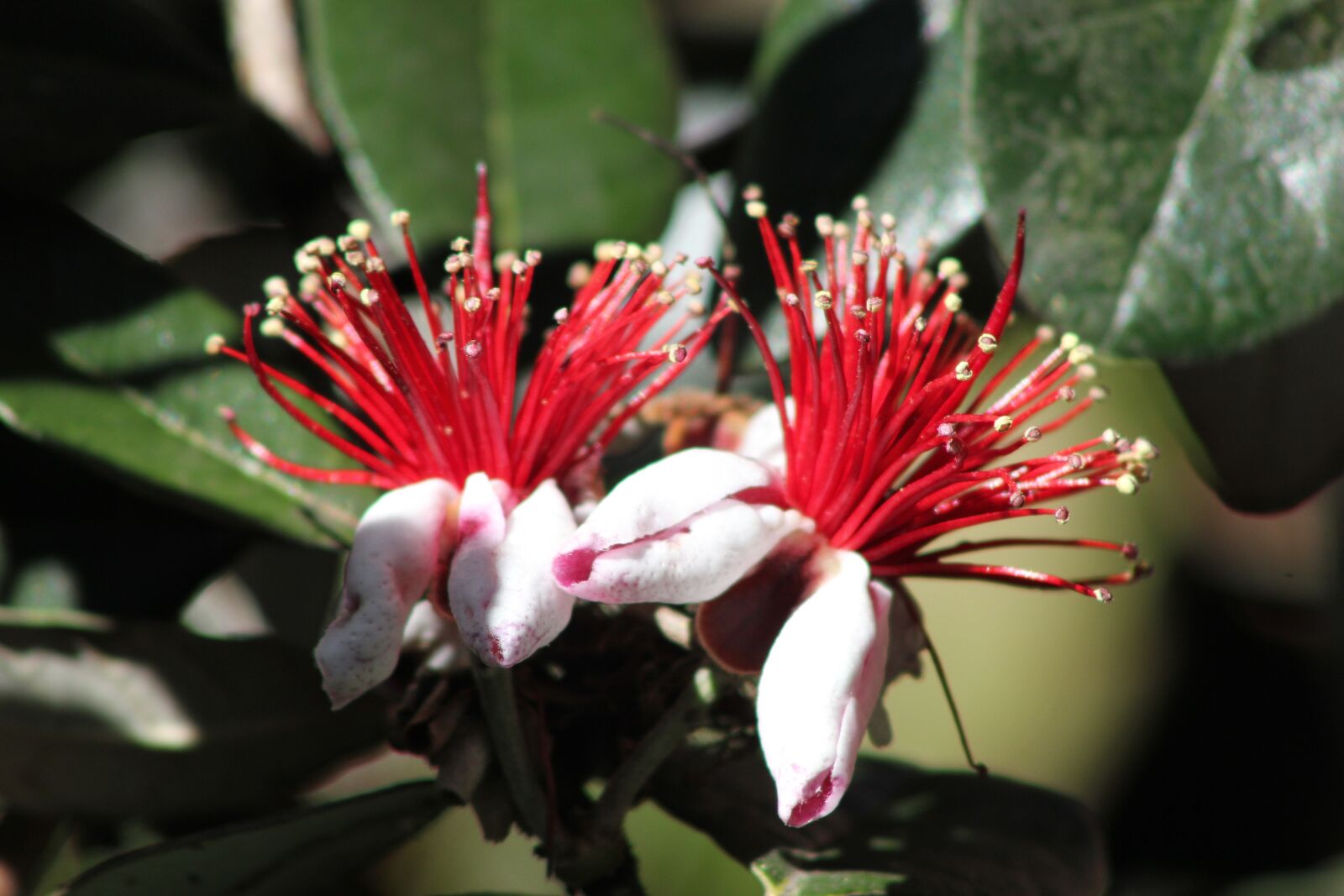 Canon EOS 550D (EOS Rebel T2i / EOS Kiss X4) sample photo. Feijoa, fruit, tropical photography