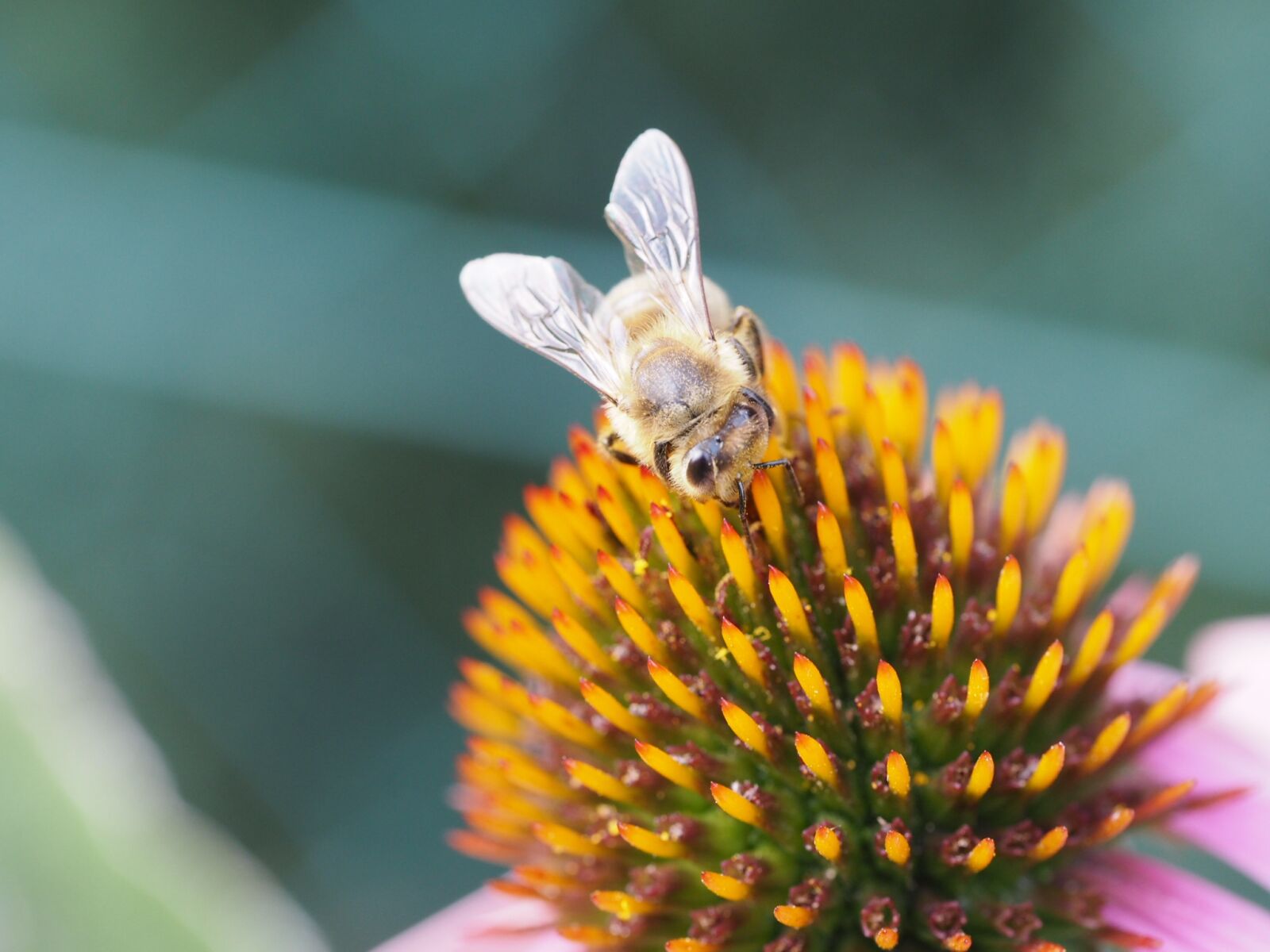 Olympus PEN E-PL7 sample photo. Bee, blossom, bloom photography