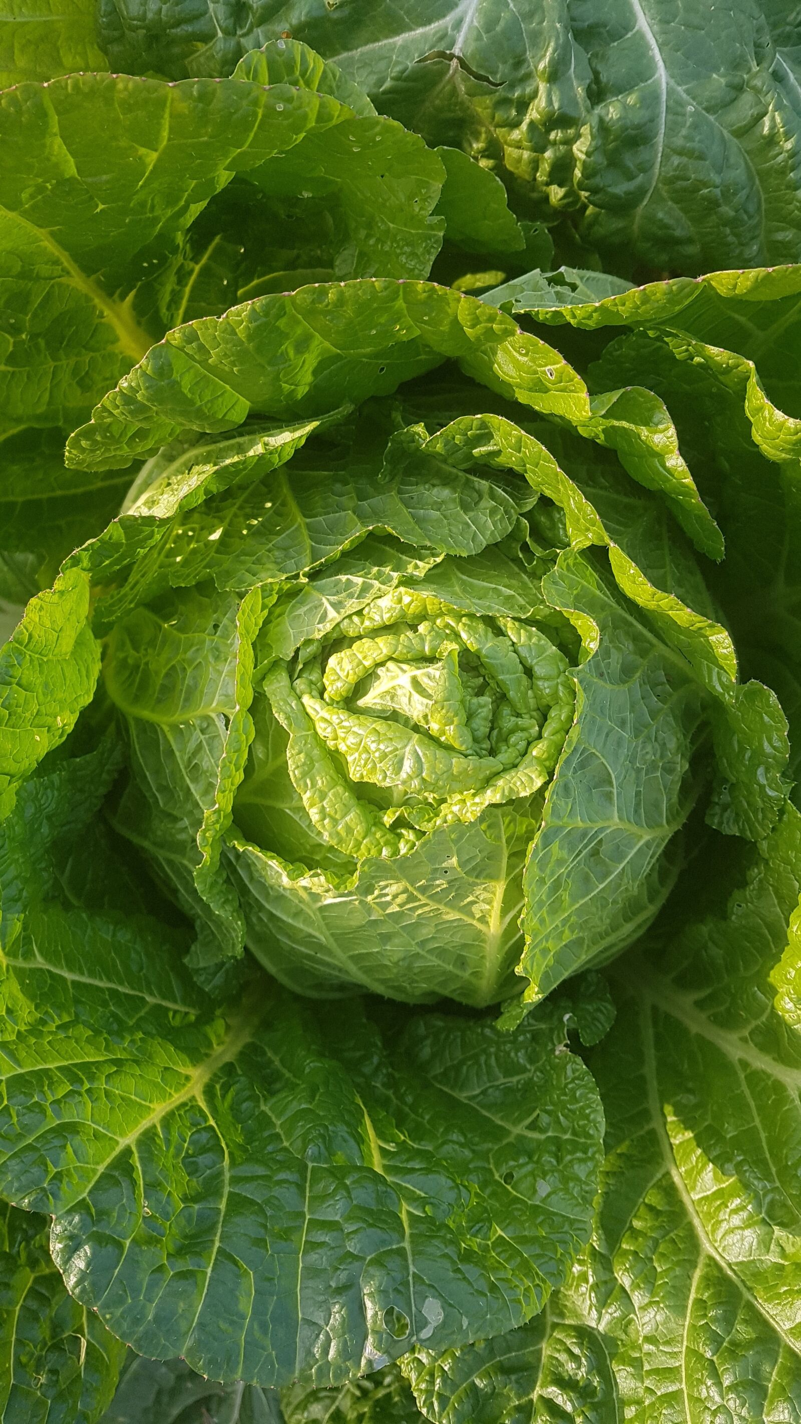 Samsung Galaxy S7 Edge sample photo. Chinese cabbage, kim jang photography