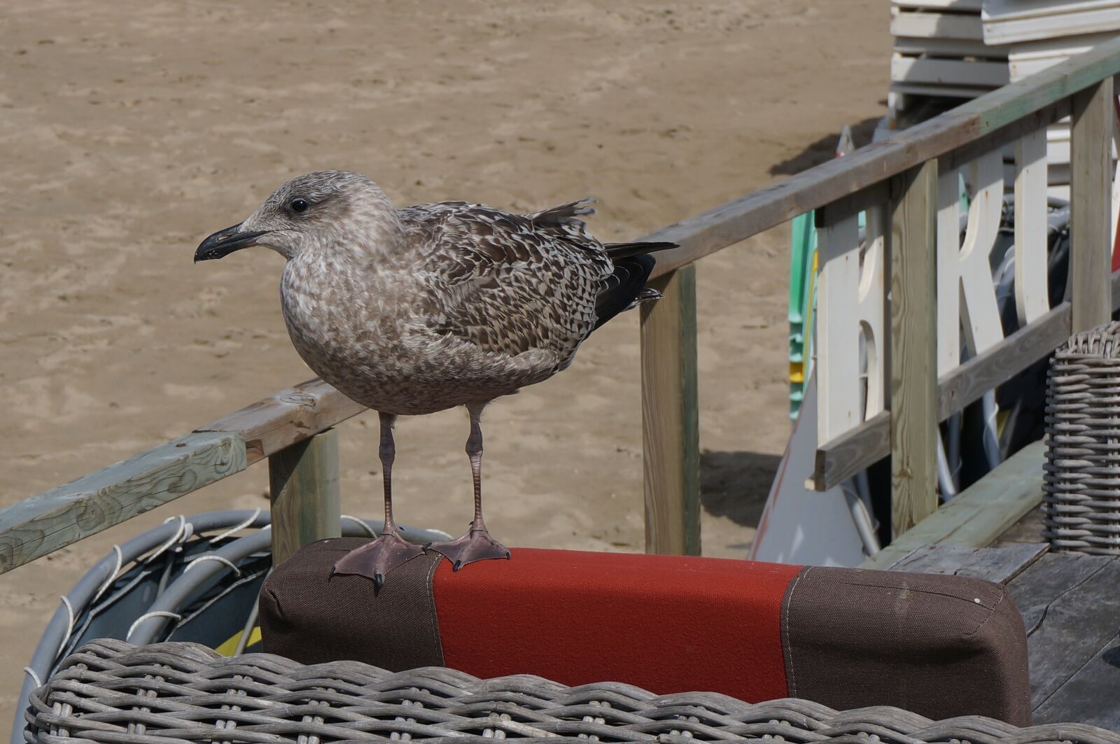 Sony Alpha NEX-5T sample photo. Bird, seagull, seabird photography