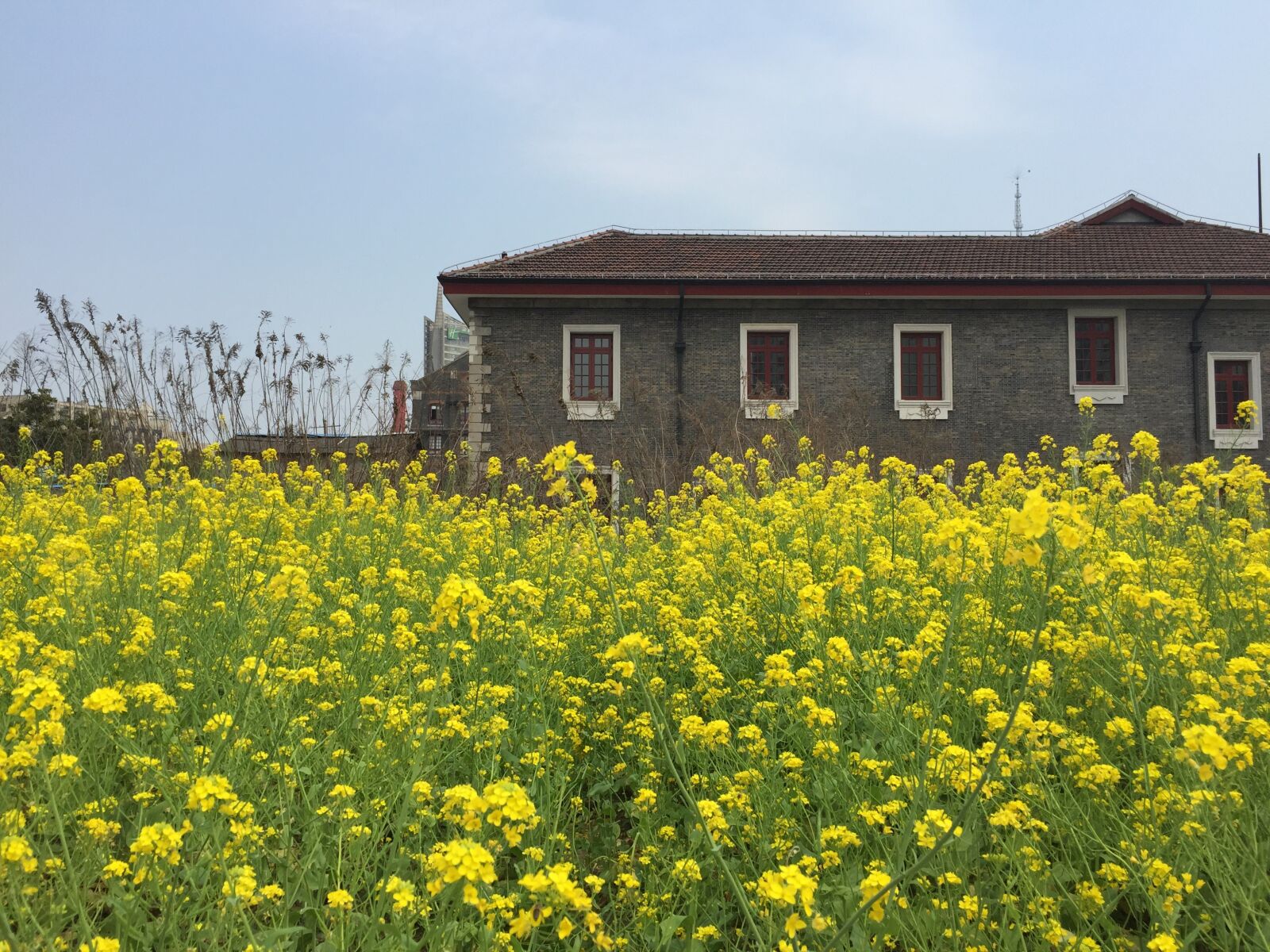 iPhone 6 Plus back camera 4.15mm f/2.2 sample photo. Rape, small house, views photography