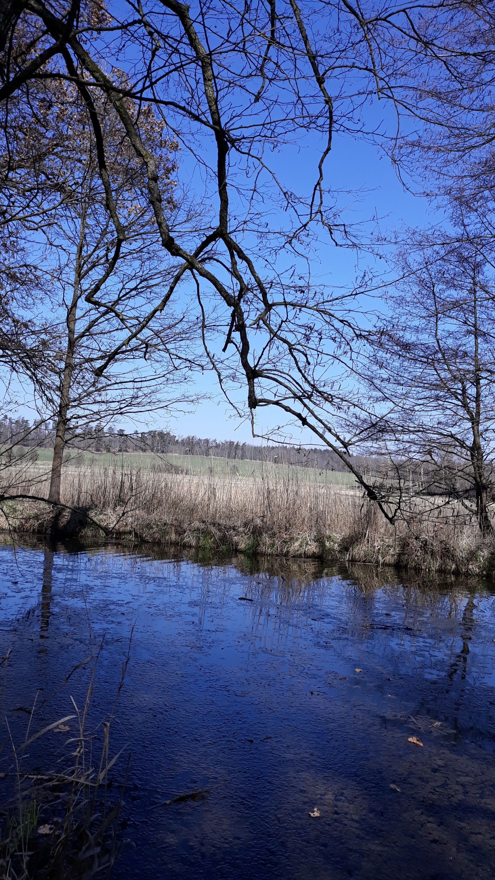 Samsung Galaxy J5 sample photo. Trees, water, river photography