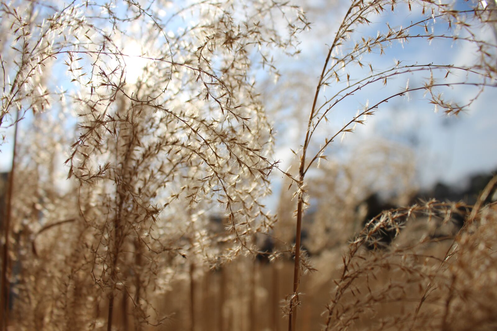Canon EOS 700D (EOS Rebel T5i / EOS Kiss X7i) sample photo. Wheat, straw, golden photography