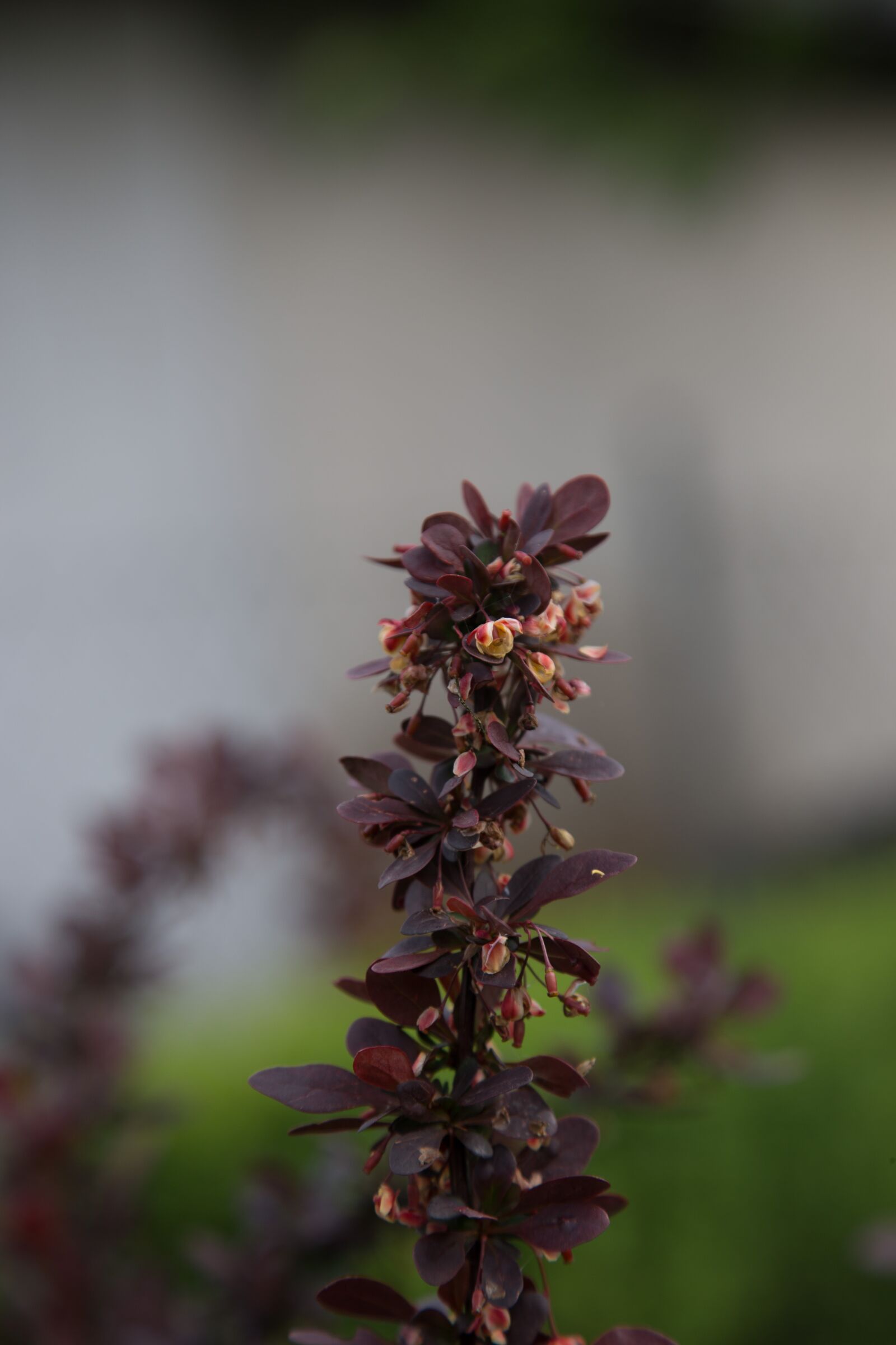 Canon EOS 6D + Canon EF 24-105mm F4L IS USM sample photo. Plant, ornamental plant, bush photography