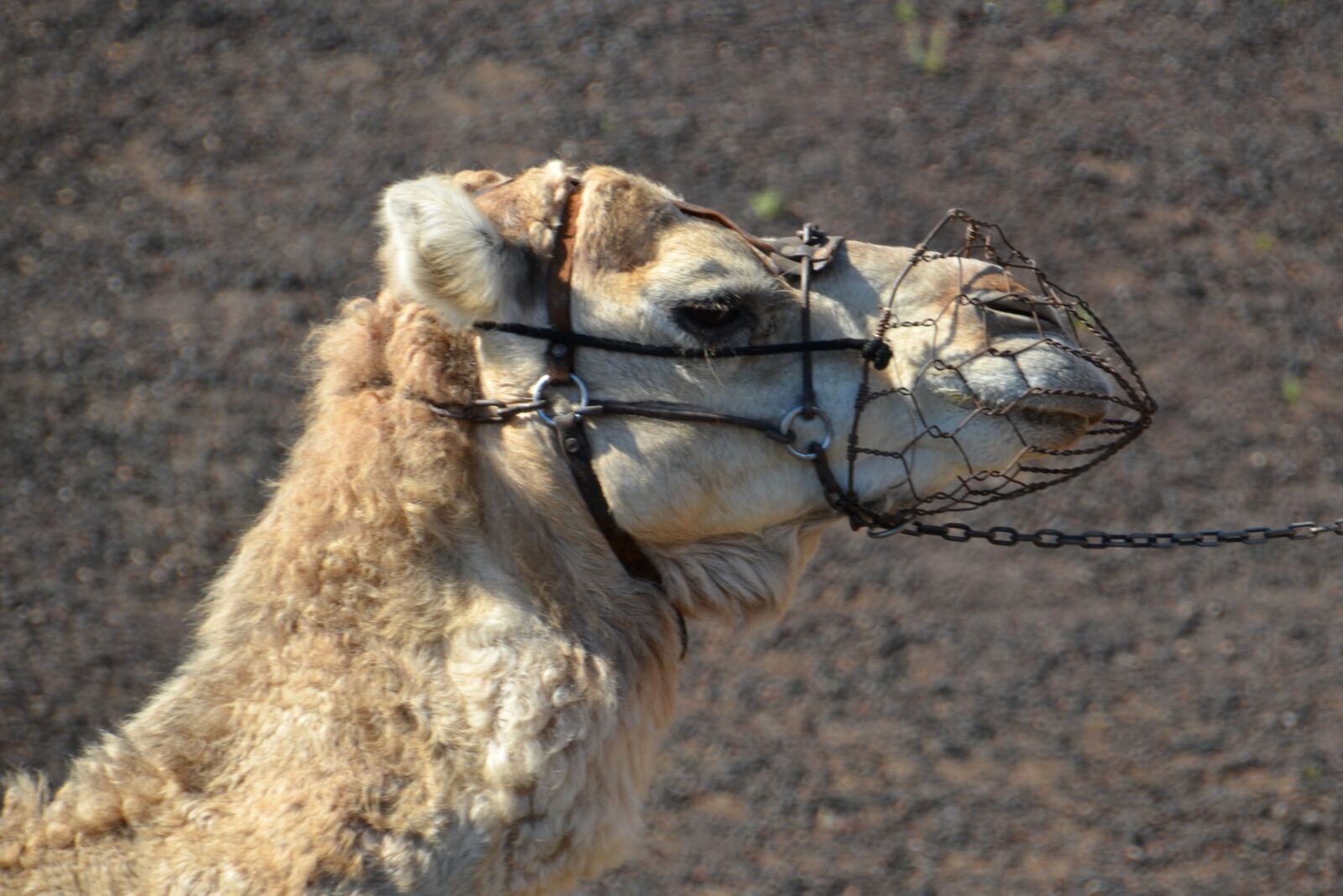 Nikon D5100 sample photo. Camel, desert, sand photography