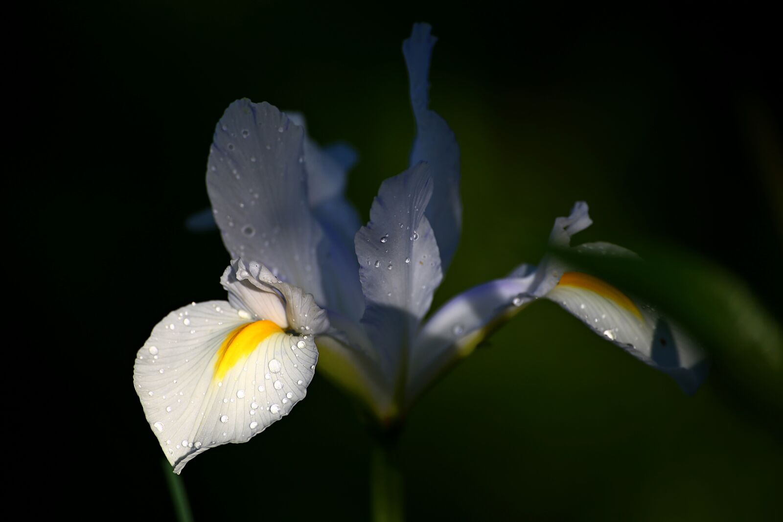 Canon EOS 6D sample photo. Flower, outdoors, plant photography