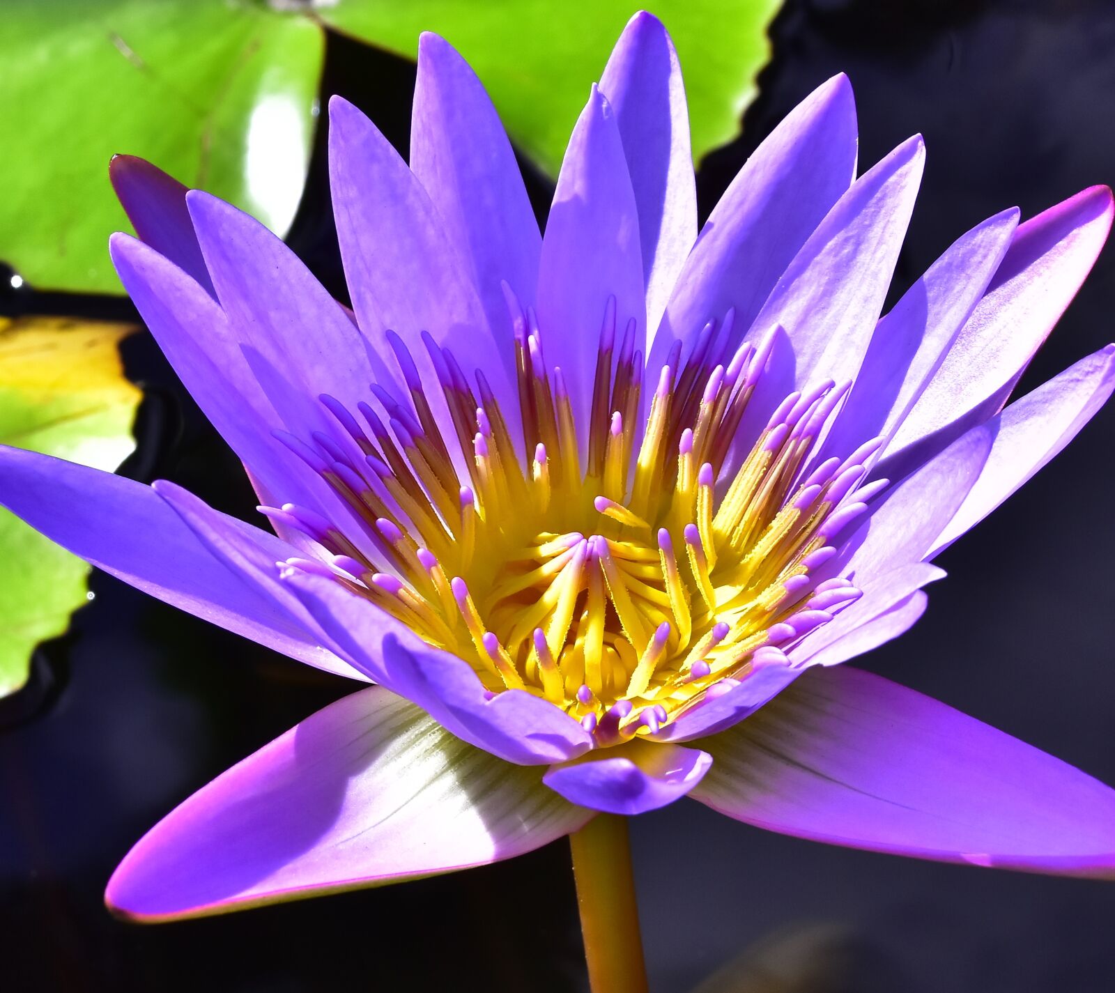 Nikon D7200 sample photo. Lotus, pool, aquatic photography