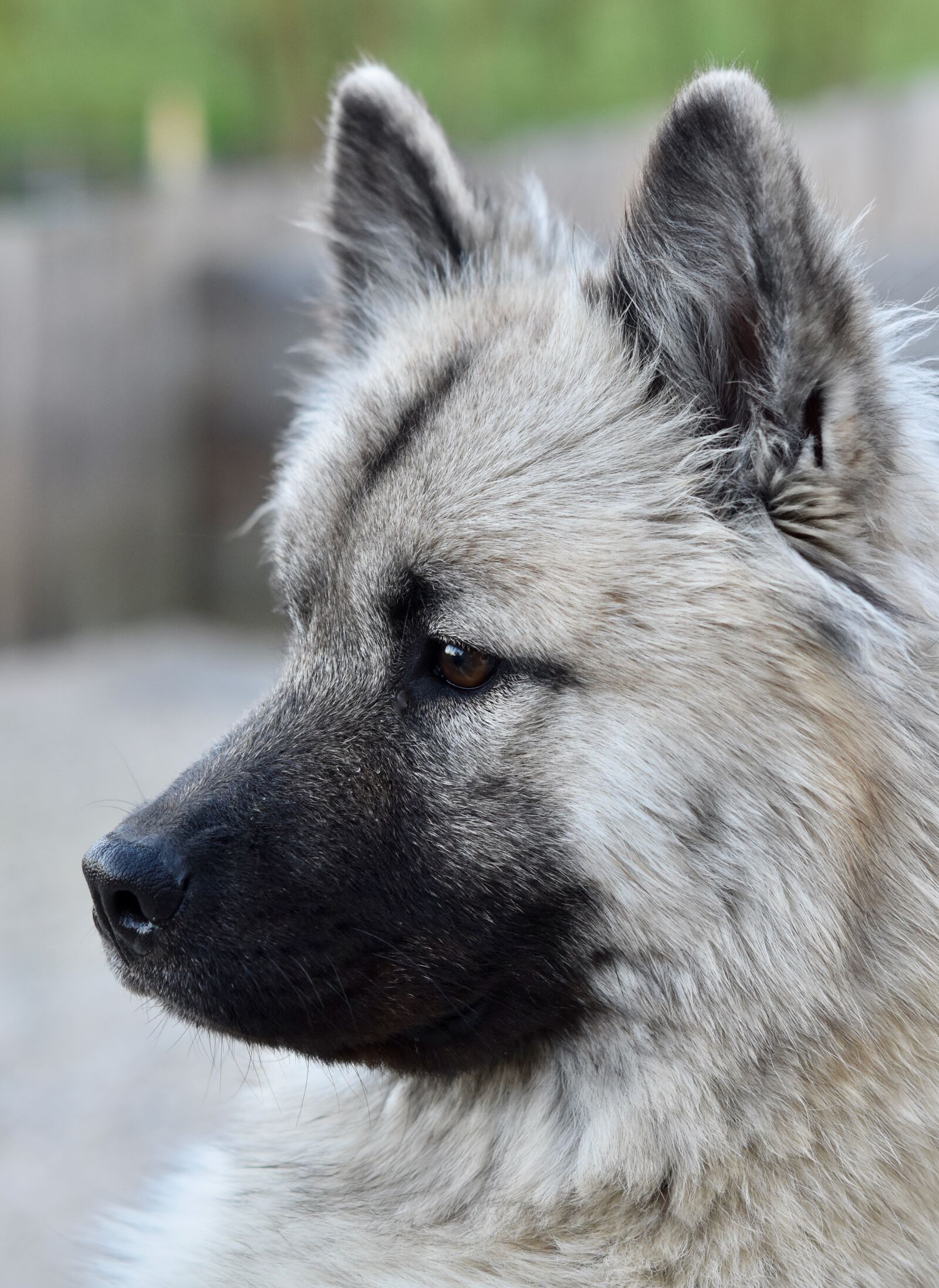 Nikon D5600 sample photo. Dog, bitch, dog eurasier photography