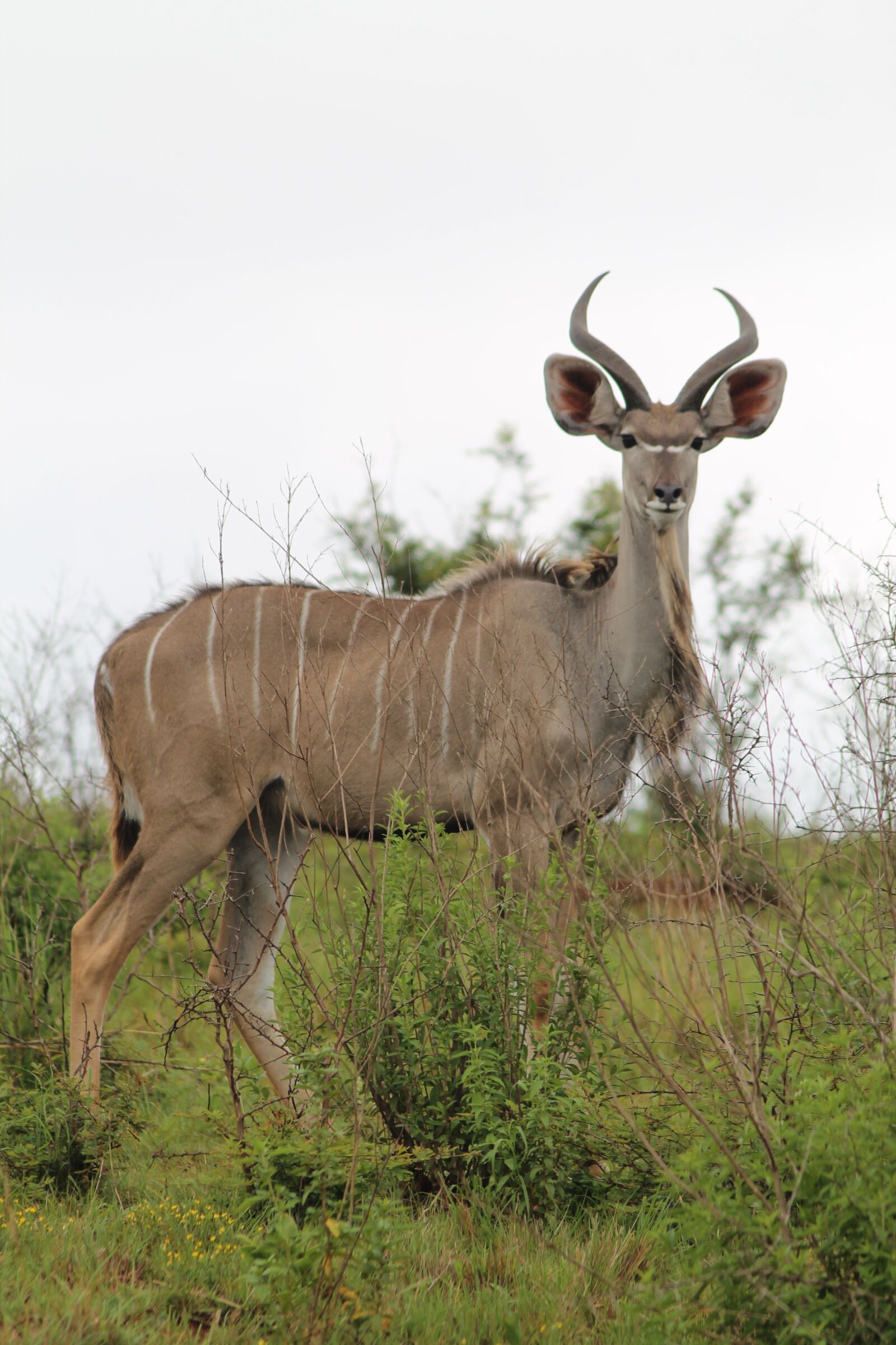 Canon EOS 1100D (EOS Rebel T3 / EOS Kiss X50) sample photo. Wildlife, buck, kudu photography