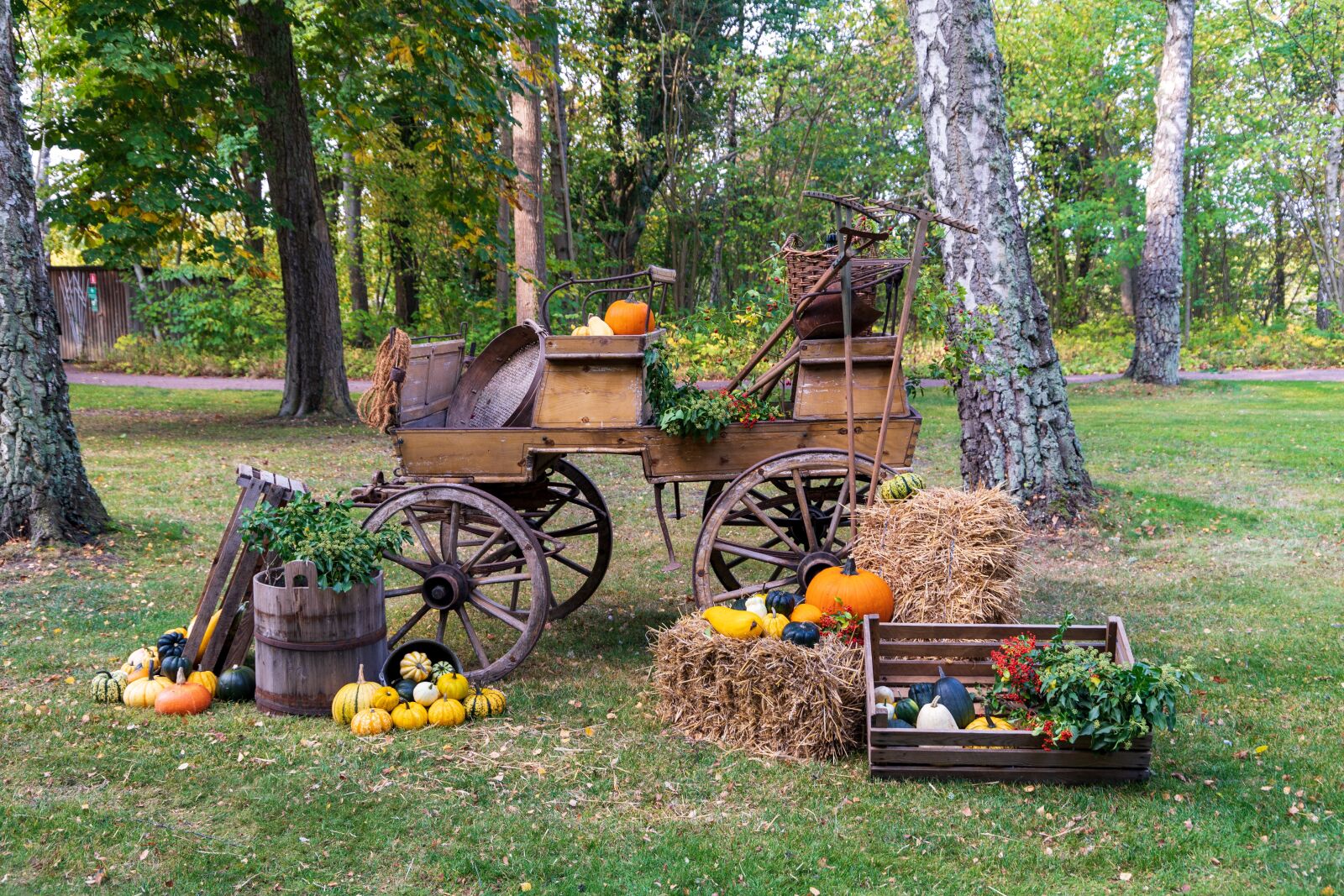 Canon EOS 6D Mark II sample photo. Autumn, pumpkin, harvest photography