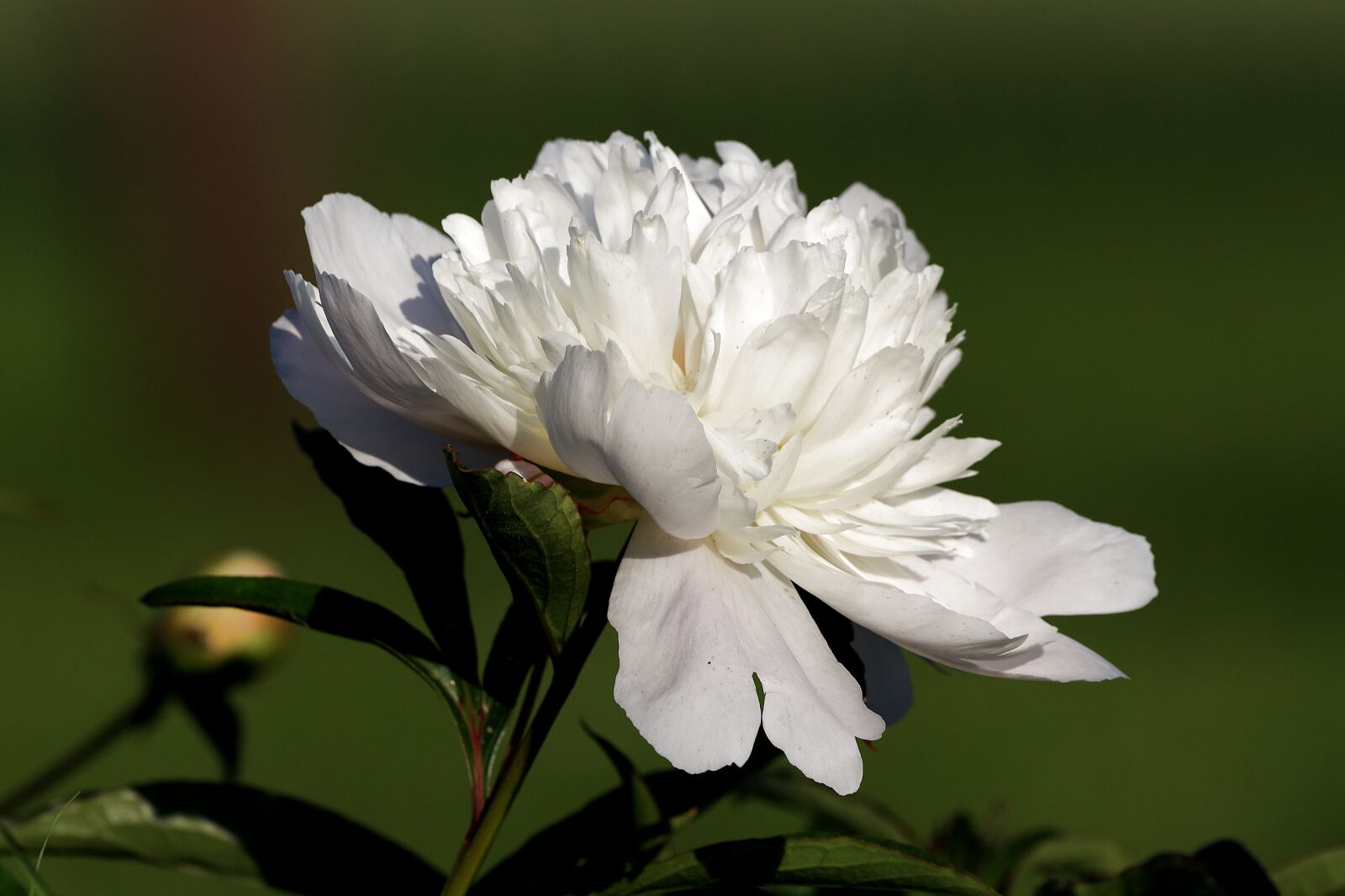 150-600mm F5-6.3 DG OS HSM | Contemporary 015 sample photo. Blossom, bloom, peony photography