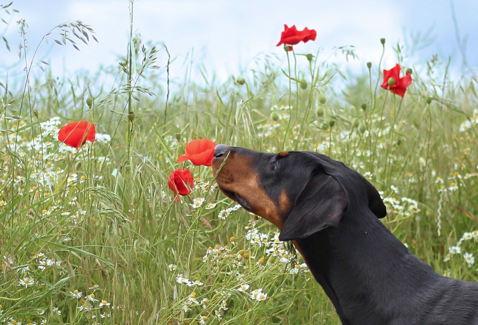Canon EOS 700D (EOS Rebel T5i / EOS Kiss X7i) sample photo. Field, flowers, dog, smell photography