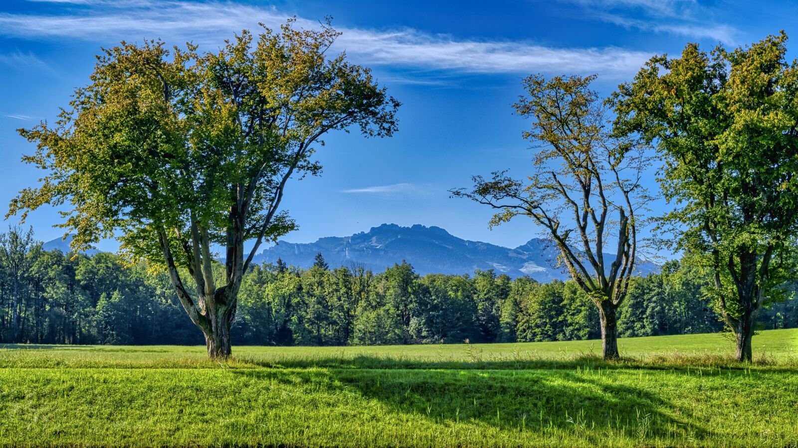 Nikon D7500 sample photo. Landscape, trees, meadow photography