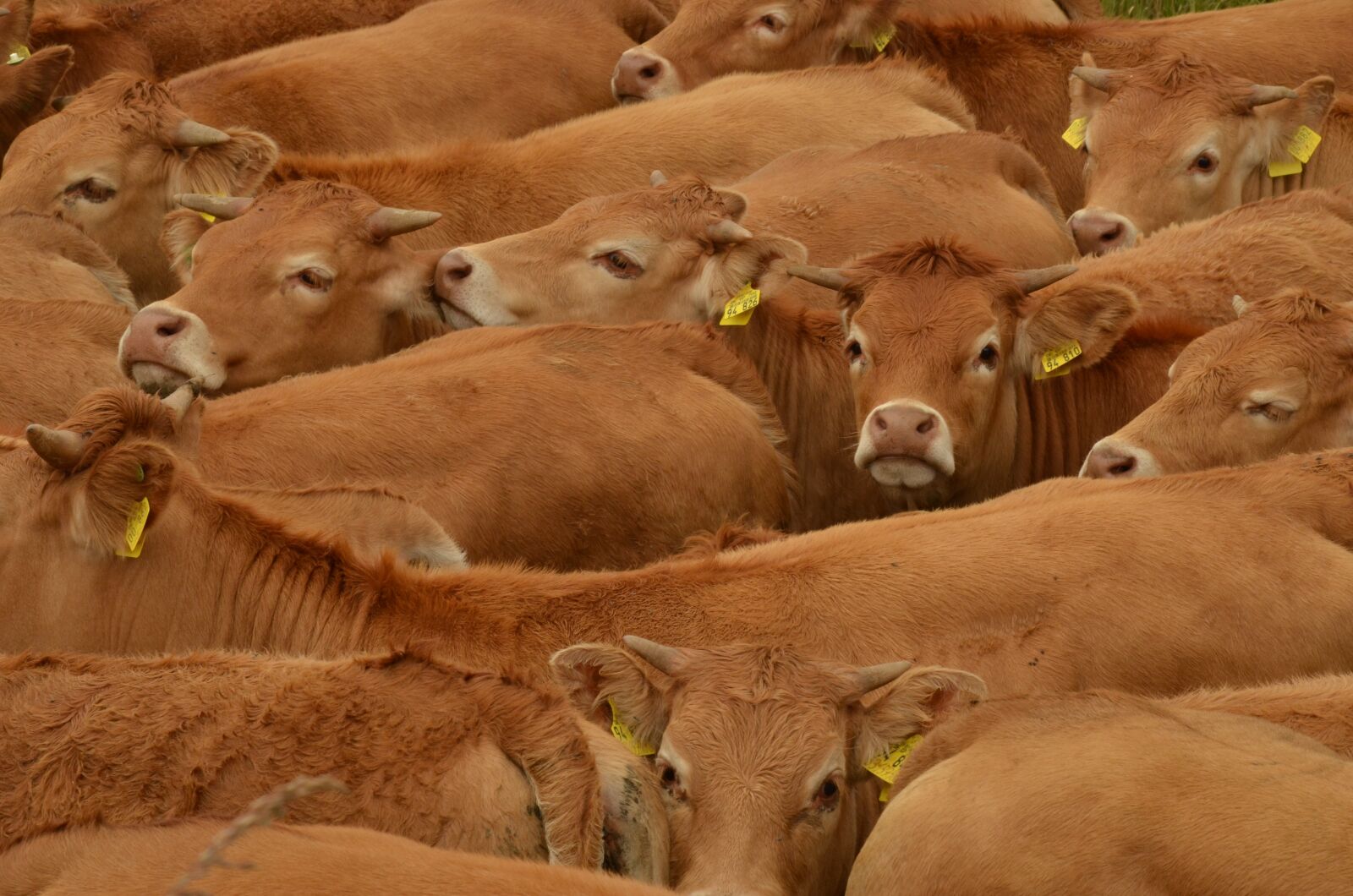 Nikon D7000 sample photo. Cow, cattle, animal husbandry photography