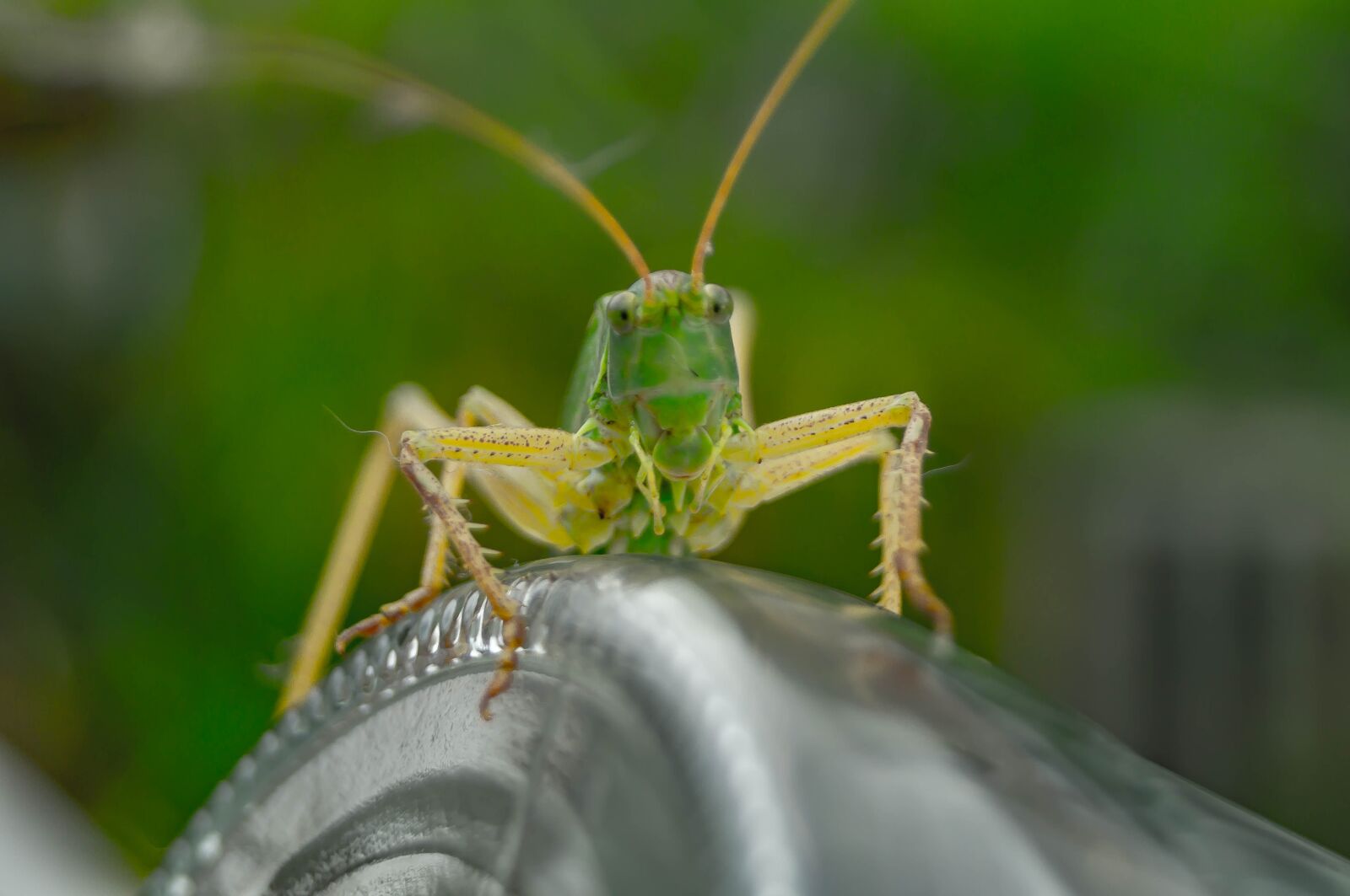 Sony SLT-A37 sample photo. Viridissima, insect, grasshopper photography