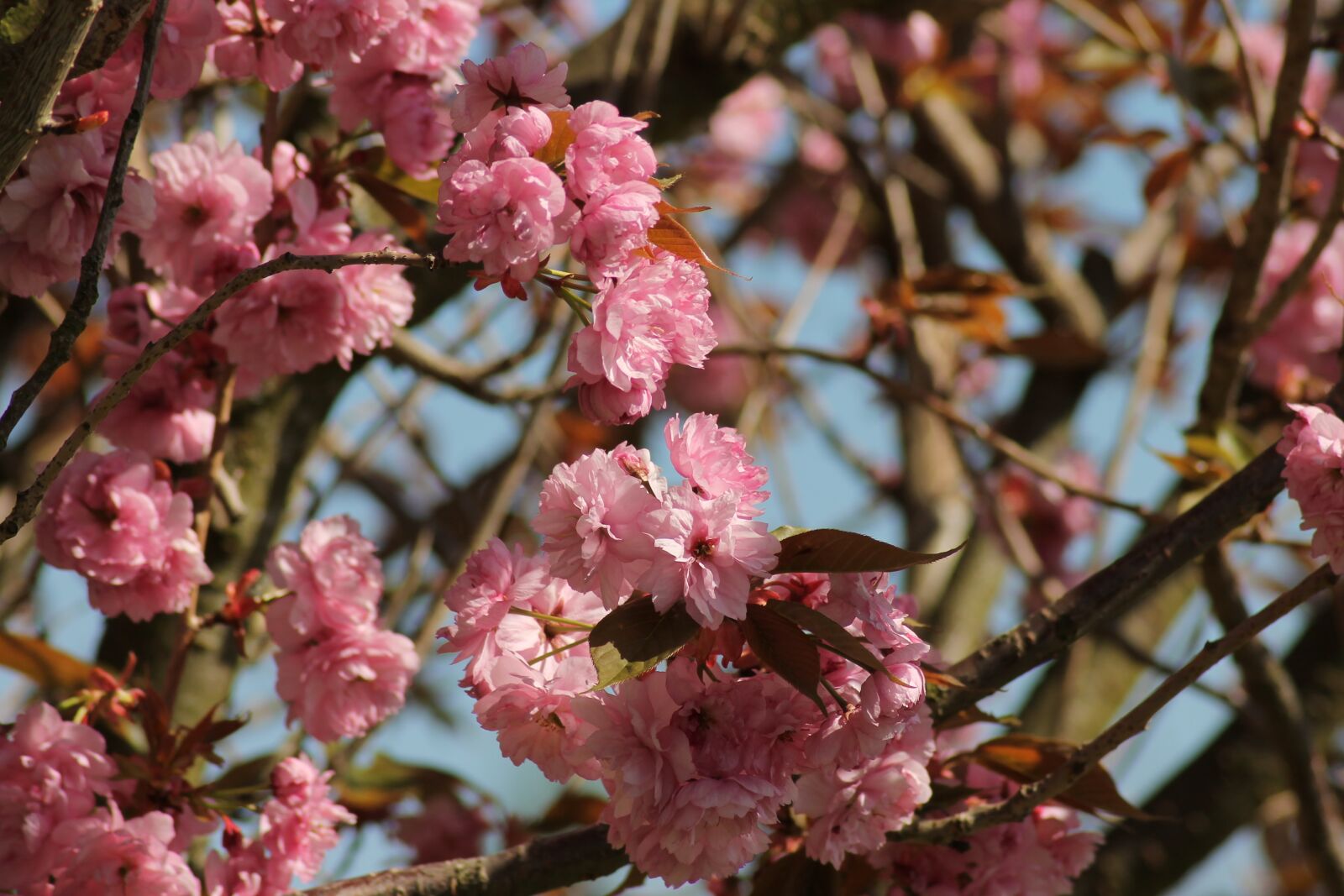 Canon EOS 1100D (EOS Rebel T3 / EOS Kiss X50) sample photo. Flowers, spring, pink photography