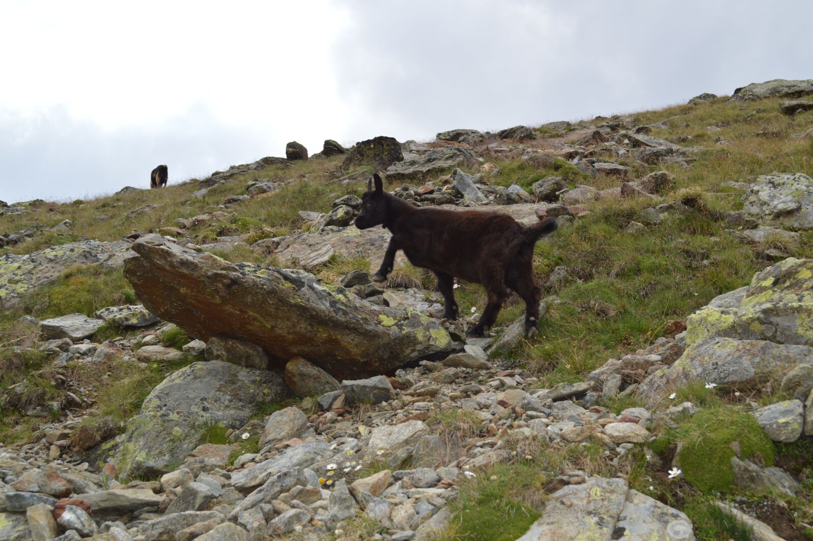 Nikon D3200 sample photo. Goats, rocks, green photography