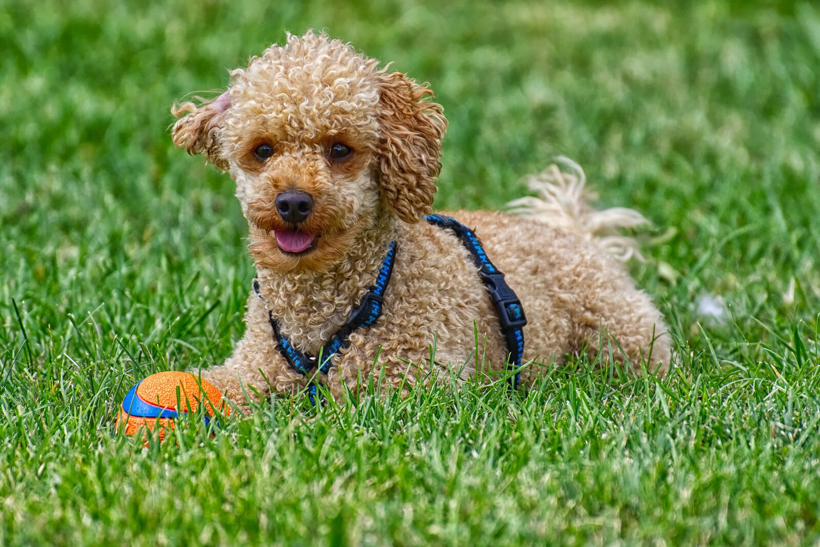 Nikon D7200 sample photo. Poodle, dog, pet photography