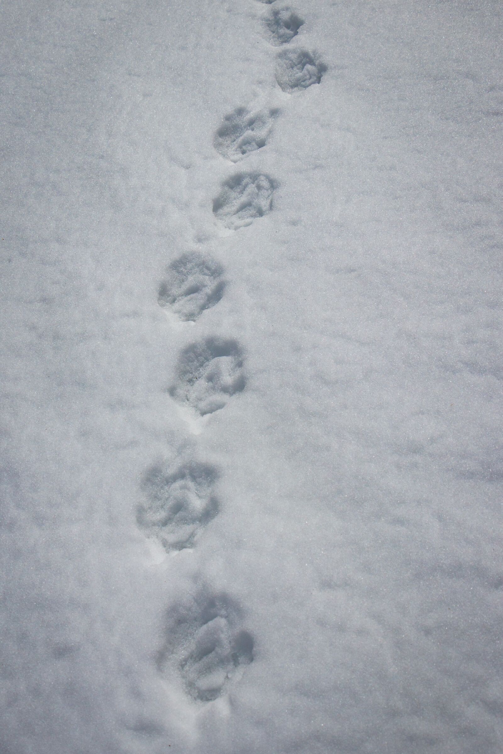 След старый грех. Волчьи следы зимой. Следы волка зимой. Собачьи следы на снегу. Следы собаки на снегу.