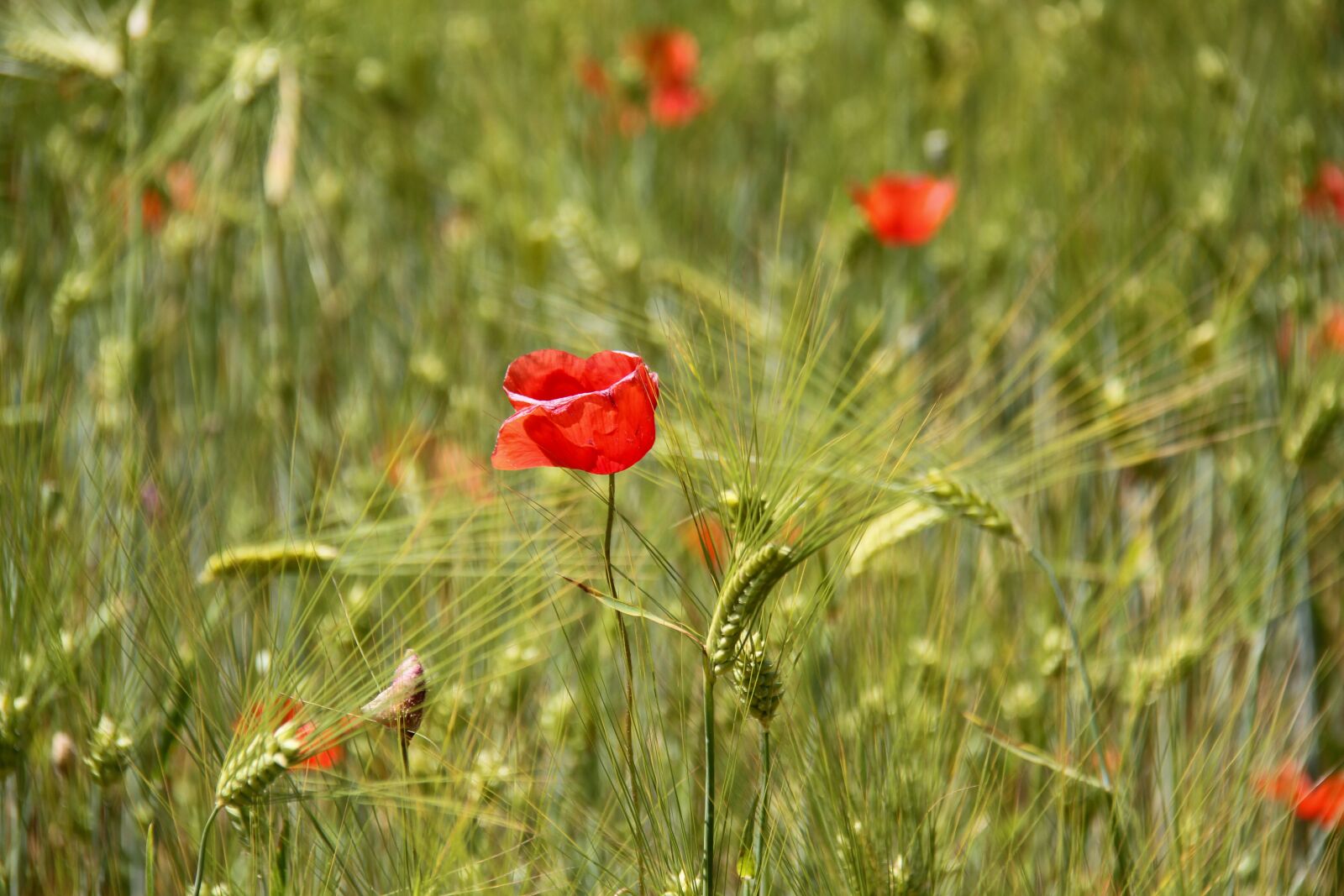 Canon EOS 7D sample photo. Poppy, field, barley photography