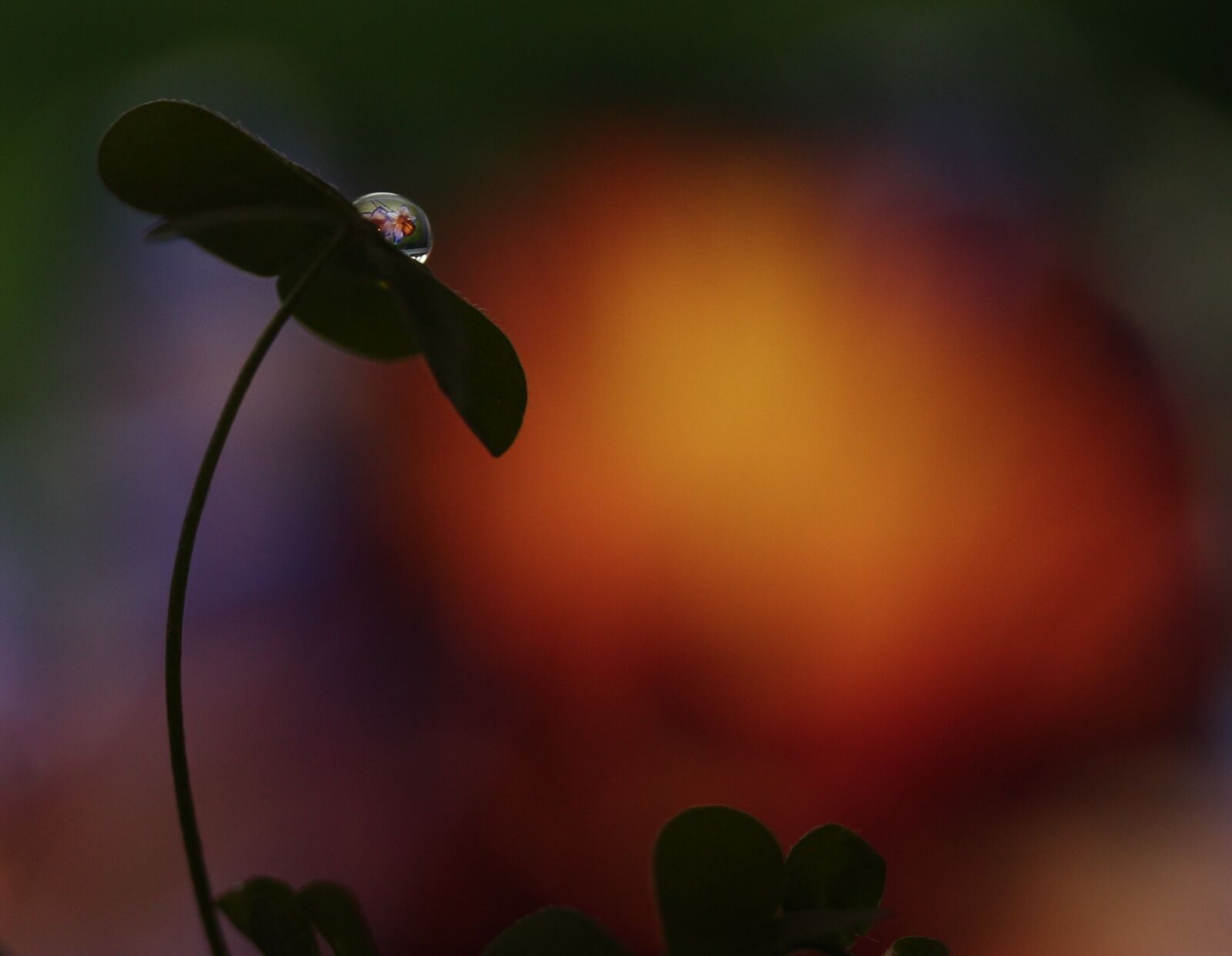 Canon EF-S 60mm F2.8 Macro USM sample photo. Drop, macro, clover photography