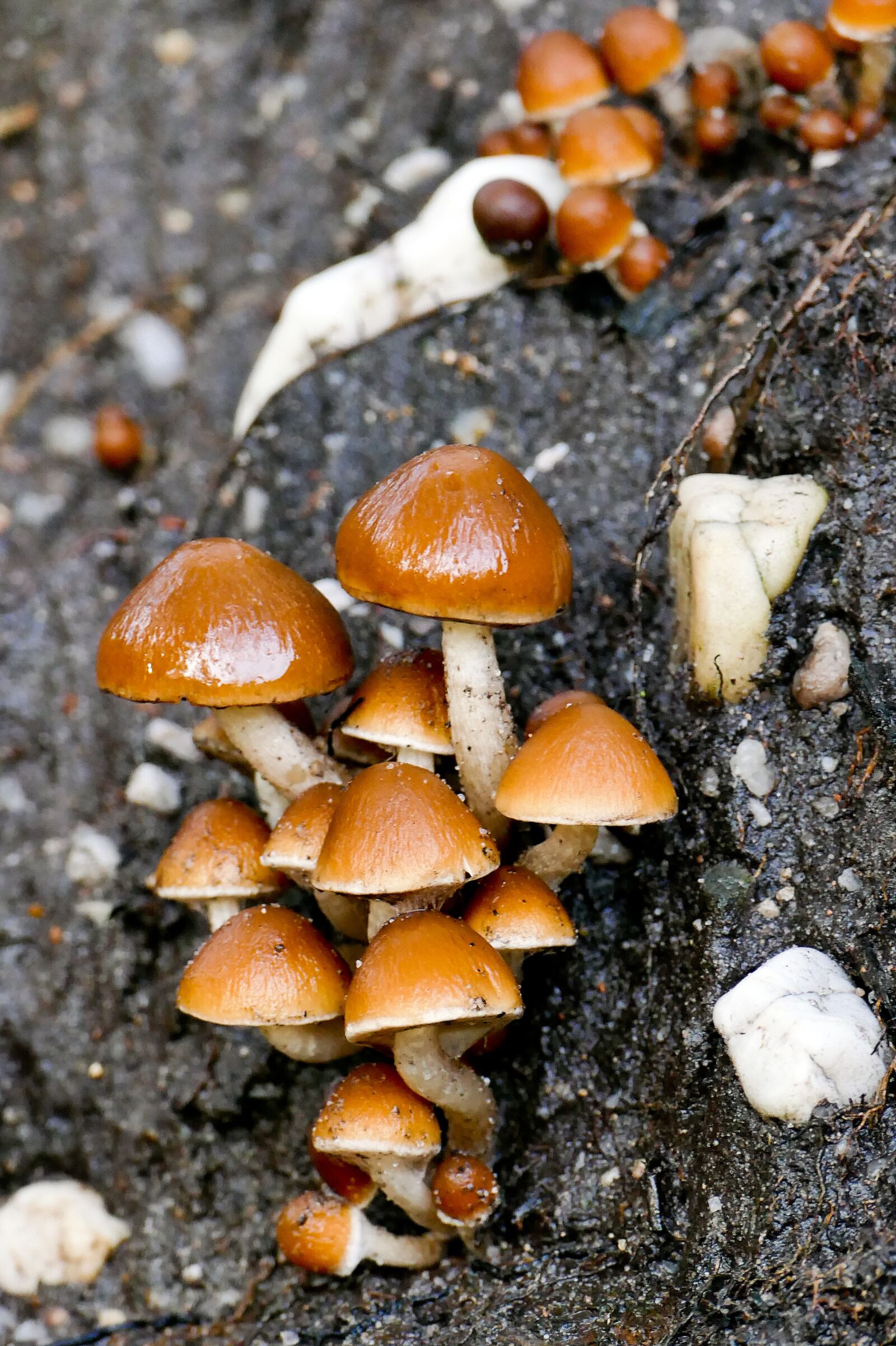 Panasonic Lumix DMC-FZ1000 sample photo. Mushrooms, tree fungi, autumn photography