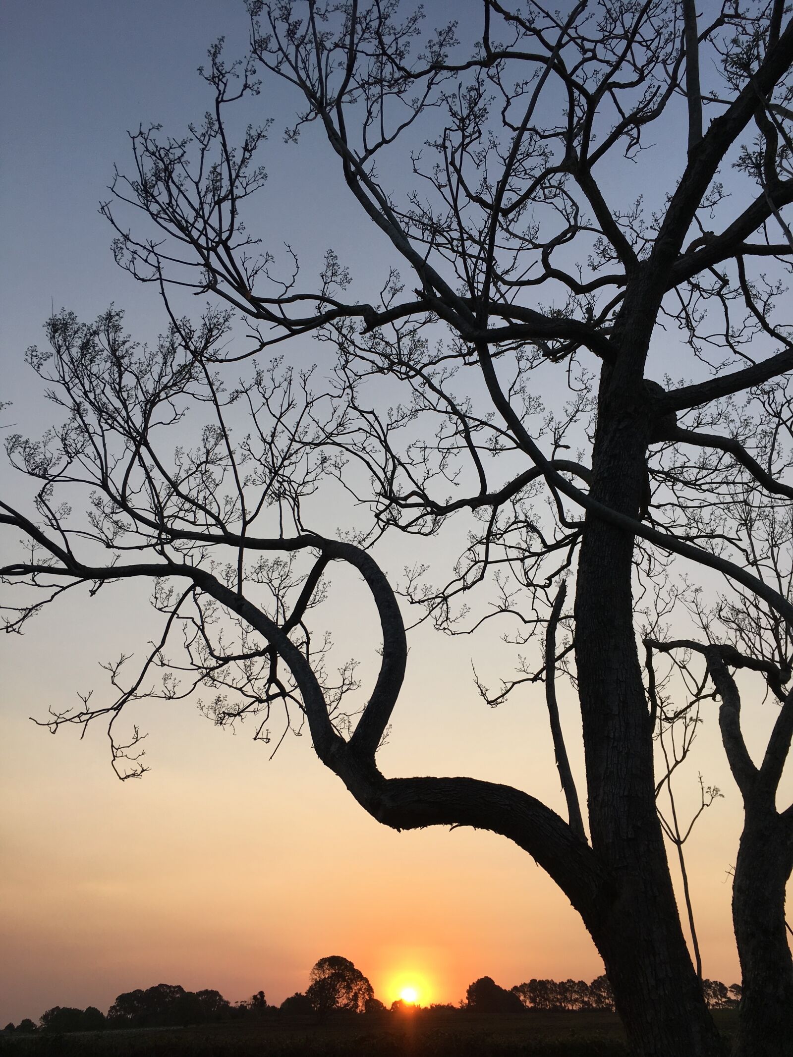 Apple iPhone 6s sample photo. Sunset, jacaranda, sky photography
