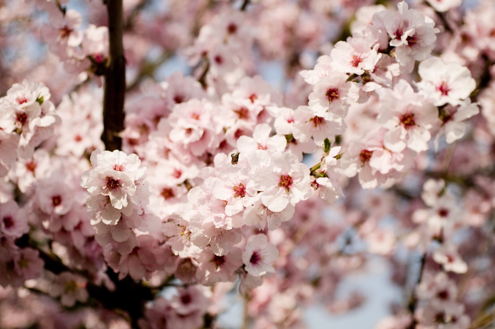 Nikon D300 sample photo. Almond blossom, tree, pink photography