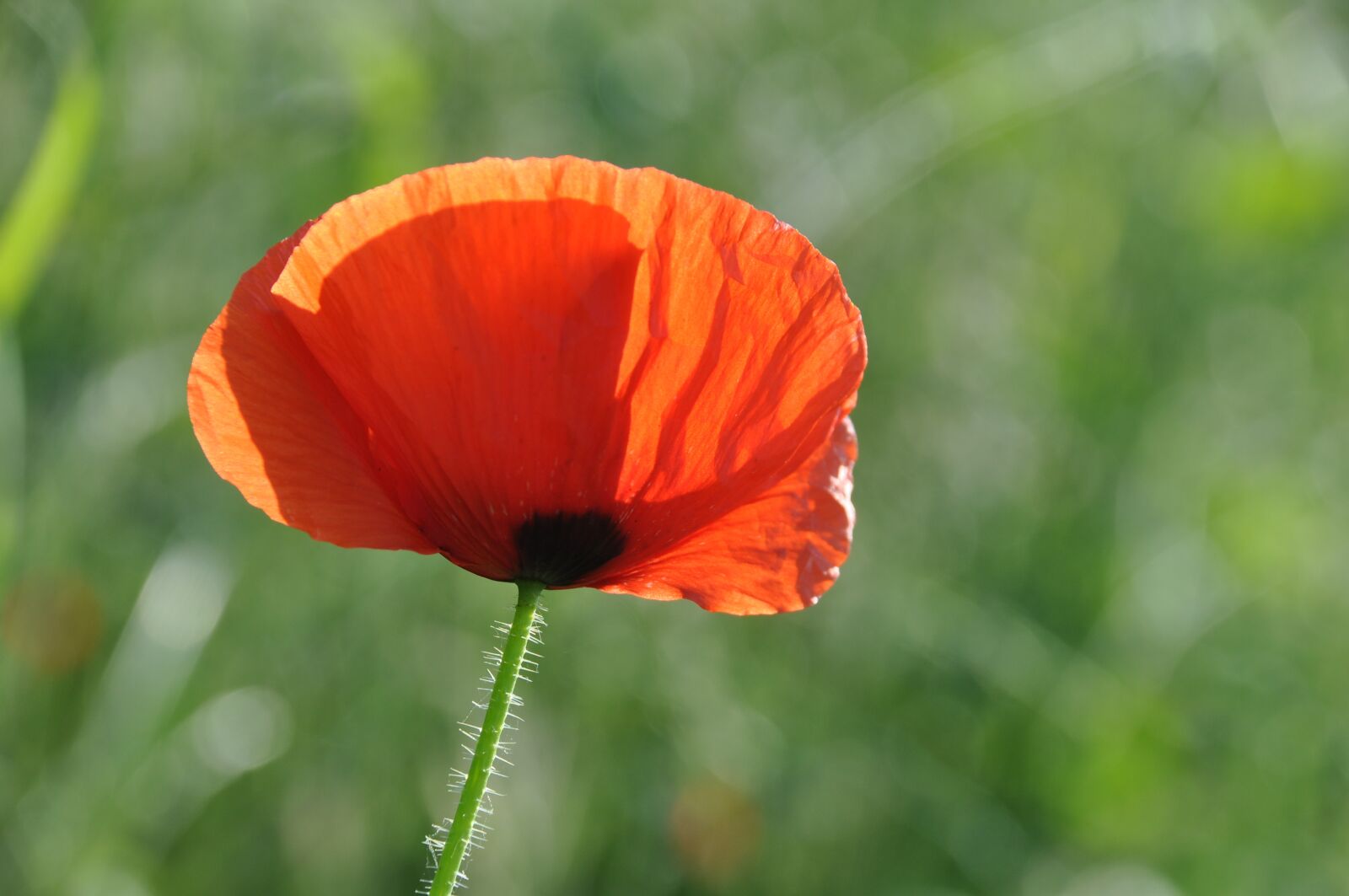 Nikon D90 sample photo. Poppy, field of poppies photography