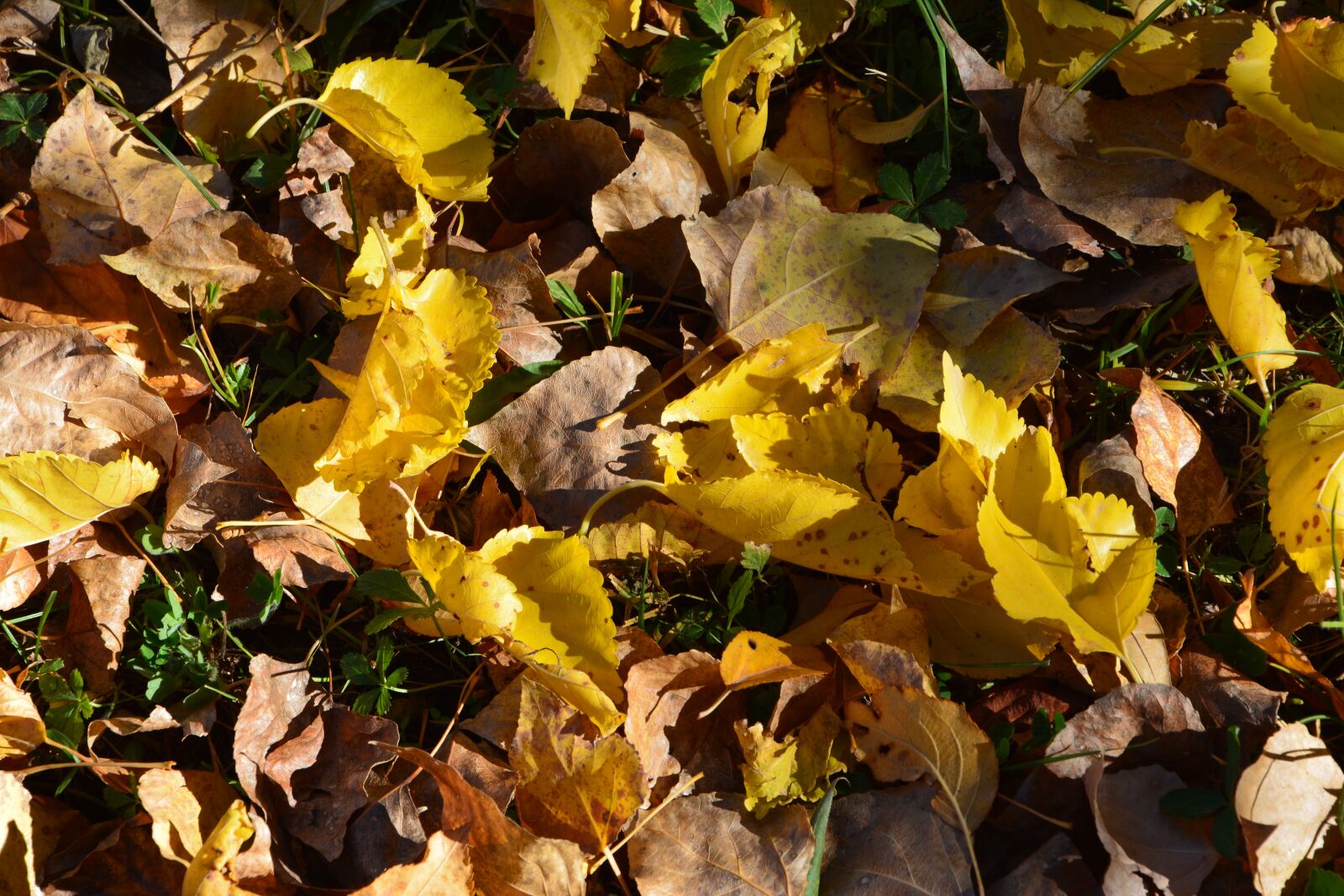 Nikon D7100 sample photo. Autumn, season, leaves photography
