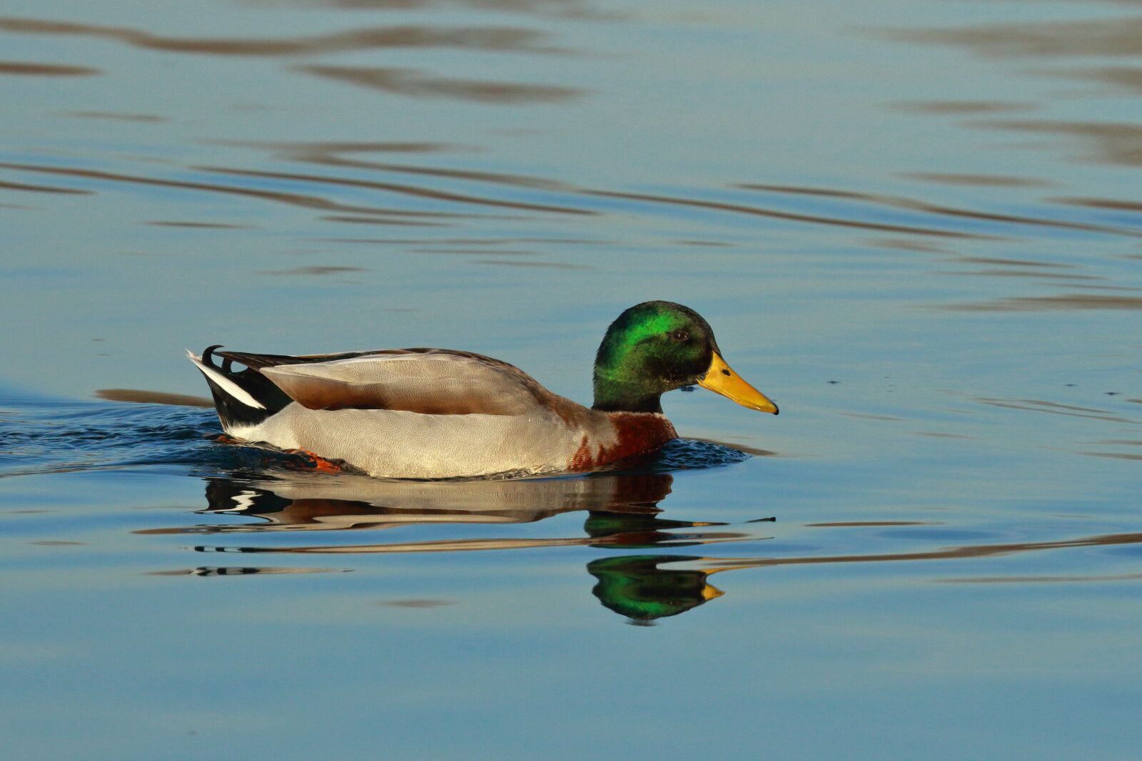 Canon EOS 7D Mark II sample photo. Germano, feathers, water photography