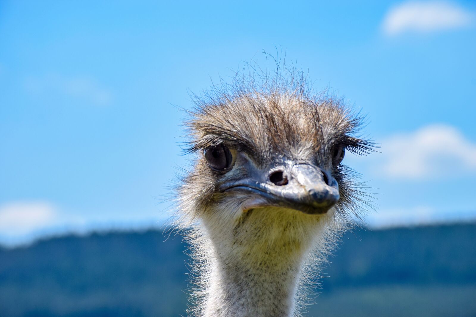 Nikon D5300 sample photo. Strauss, animal, flightless bird photography