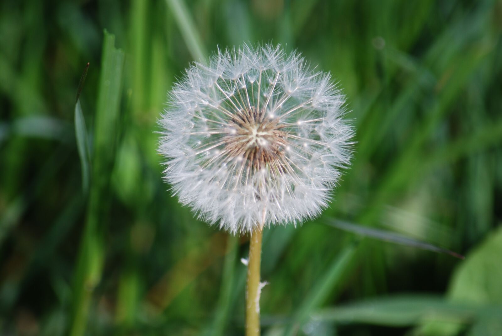 Nikon D60 sample photo. Nature, dandelion, macro photography