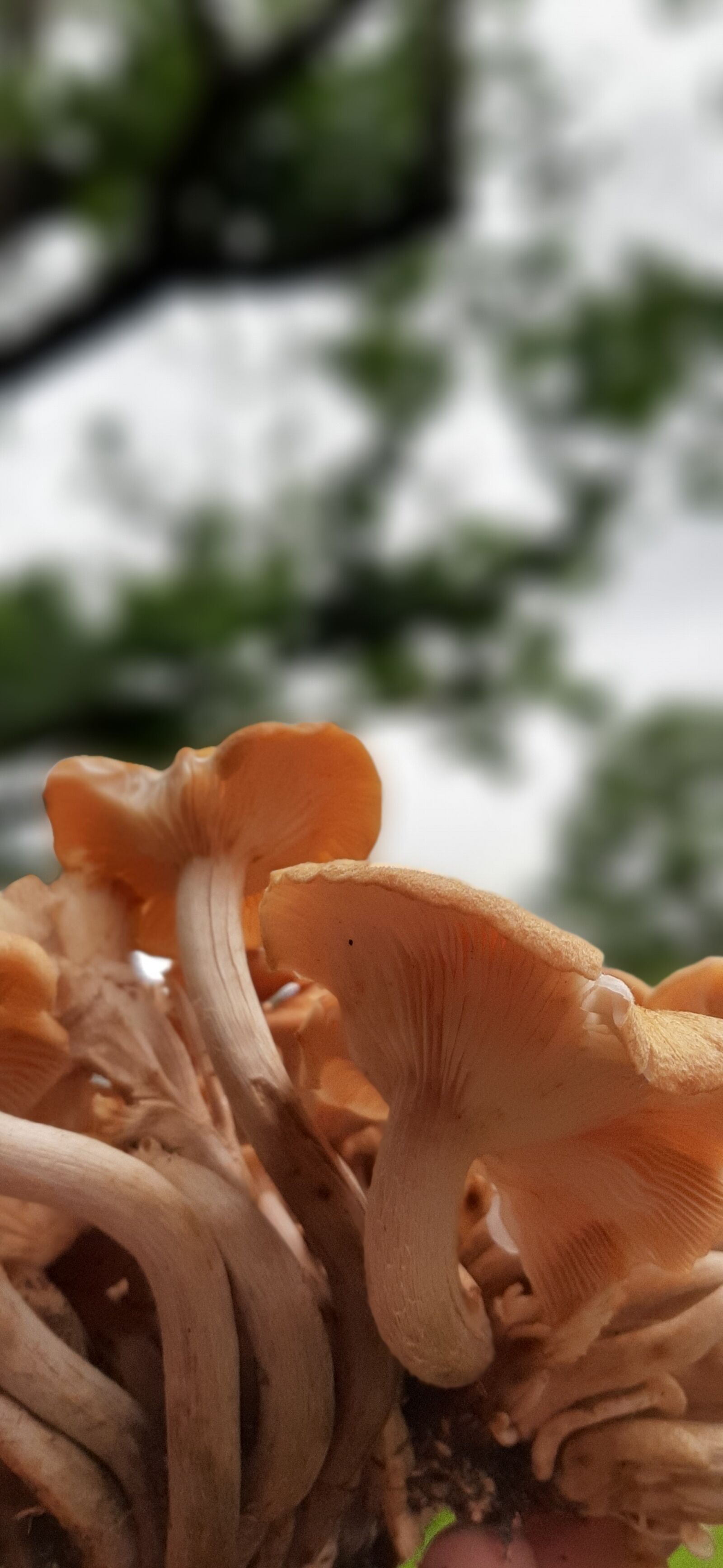 Samsung Galaxy A50 sample photo. Wild, city, yard photography