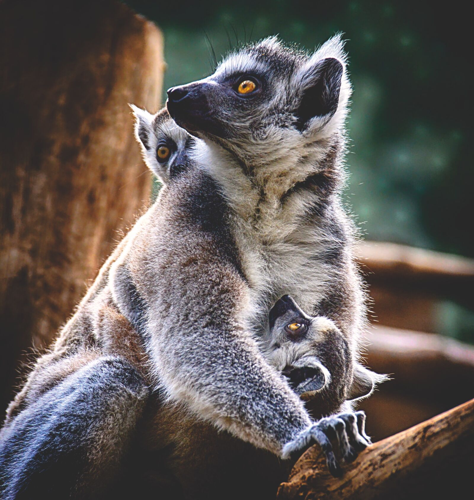 Nikon D3200 sample photo. Ape, lemur, animal world photography
